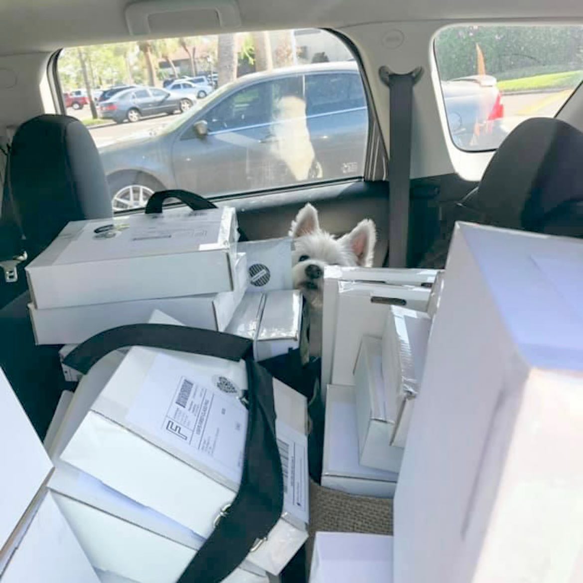 That time Windsor had to share the backseat with all of the Christmas packages.