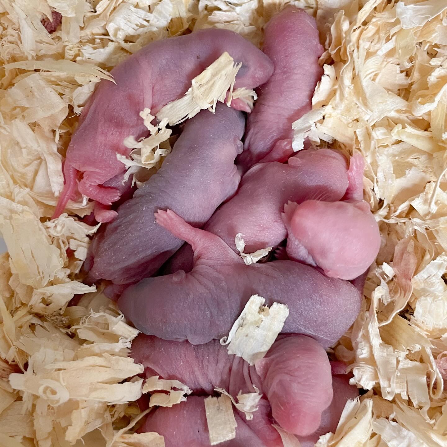 It’s been SO quiet around here for a few months, with pairings not working out, and one litter of two babies.
But December 1st and 2nd gave me two wonderful litters!
The first is a test litter from Jane (Harley carrier) and Rocka (possible Harley carrier). The test was to see if Rocka is, indeed, a Harley carrier. Which I won’t know for another two weeks.
.
Second litter is from my Marble line, I usually see dorsal stripes in a few days.
.
.
.
#rat #rats #ratsofinstagram #ratsofinsta #petrats #petsofinstagram #dumborat #rodent #ratcommunity #breeder #ratbreeder #rodentsofinstagram #rodentsofig #rattiesofig #rattiesofinsta #ratsofinstagram #rodents #cute #pets #fancyrat