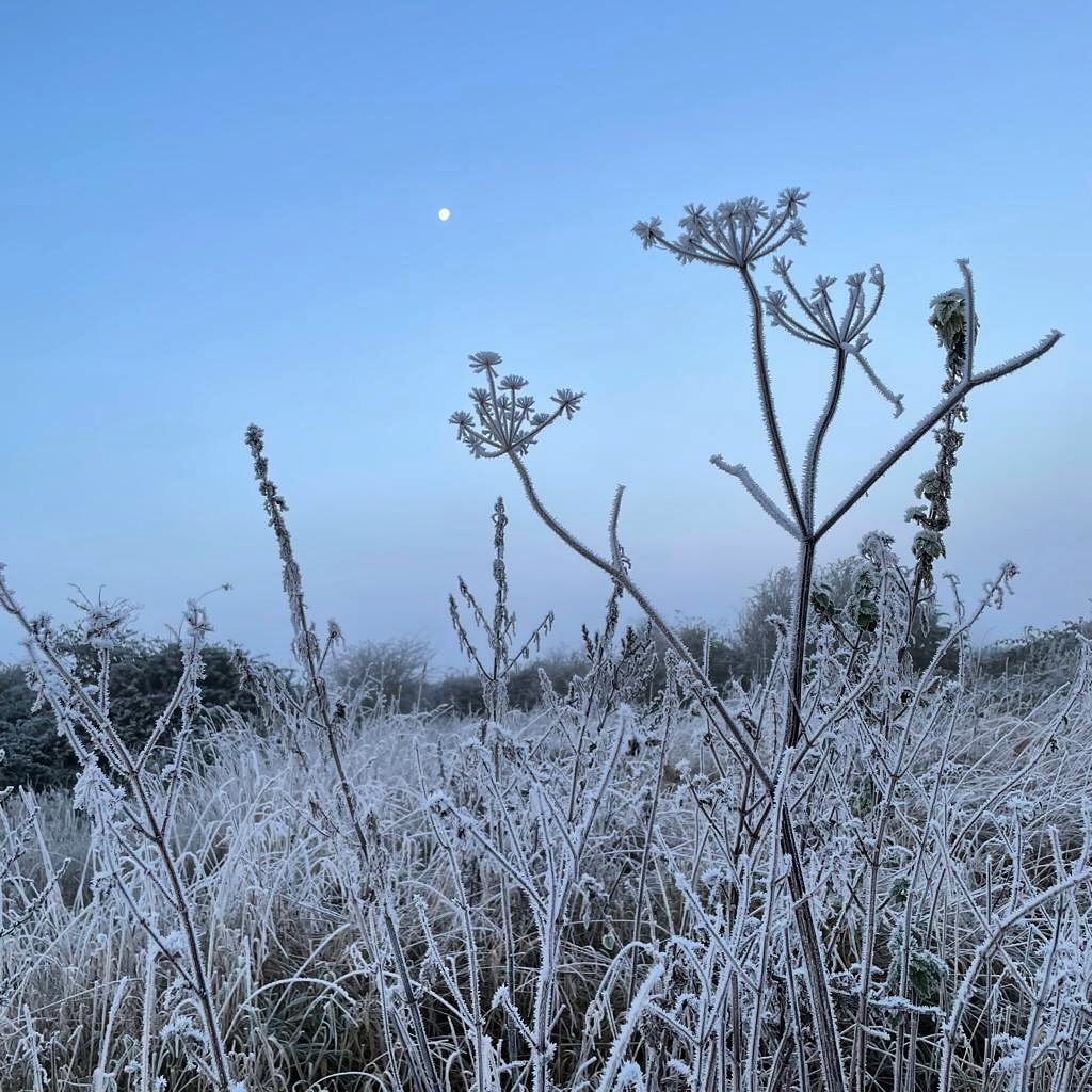 Early morning yesterday: a walk before the sun was up, with only the moon for company. Unfortunately, the weather today has not been as picturesque - very wet and miserable!
.
Today is the first day of Advent, the beginning of the Christian year: as one of the Church’s ‘moveable feasts’, Advent can begin anywhere between 27 November and 3 December, making this year’s the latest the season can begin.
.
.
.
.
.
.
#advent #capturequiet #winter #ofquietmoments #onmywalk #winterwalks #morningwalk #frozenplants #slowsimpleseasonal #myseasonalstory #ukwinter #englishwinter #nature #rural #frostymorning