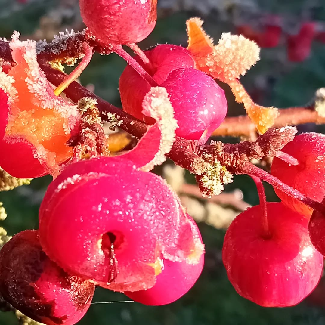 Frosted crimson crab apples.