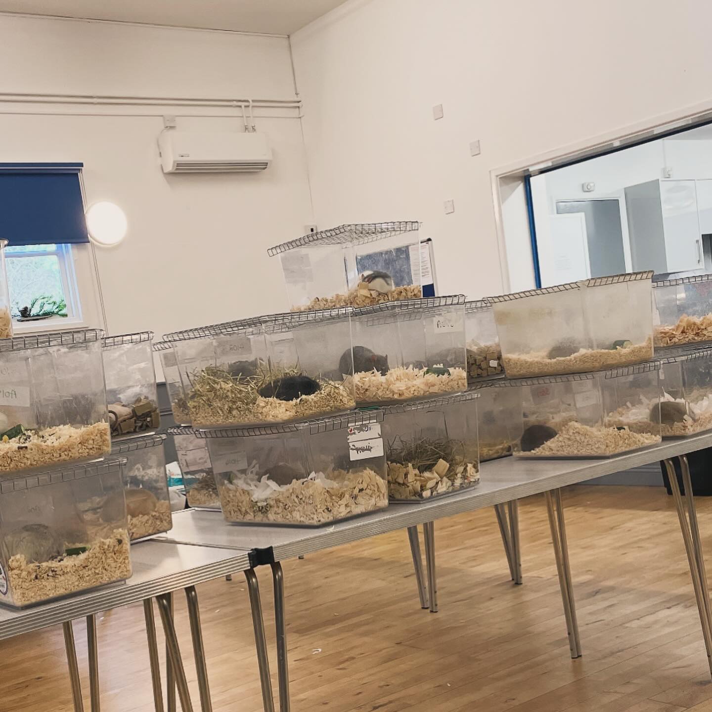 We’re home from the @nfrsoc christmas show! 🎄
I got to meet so many lovely people and ratties 🥰 after judging had finished I got to squish some amazing boys from @silversrattery and @pipistrellemouseandrat + I picked up new babies from both too! (pictures tomorrow).
.
.
.
#nfrs #rat #rats #ratsofinstagram #ratsofinsta #petrats #petsofinstagram #dumborat #rodent #ratcommunity #breeder #ratbreeder #rodentsofinstagram #rodentsofig #rattiesofig #rattiesofinsta #ratsofinstagram #rodents #cute #pets #fancyrat #dwarf #dwarfrat