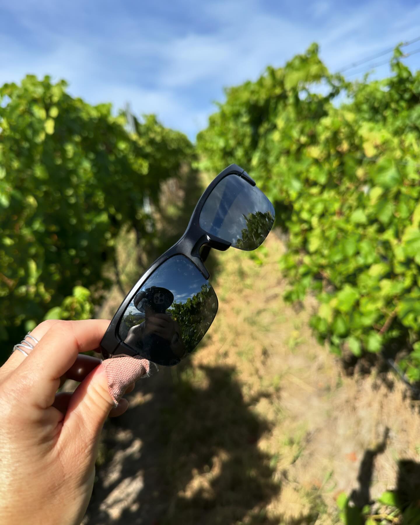 You know it’s going to be a good day when you lose your sunnies in the vines… then find them! #grape sampling #hotandsweaty