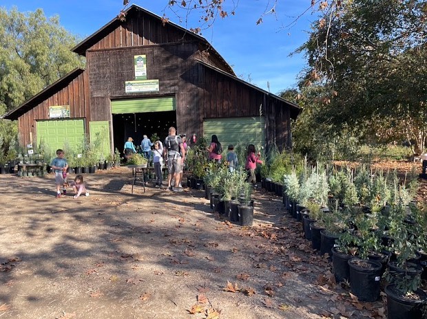 Thank you all for coming out last Sunday and making our first CA native Christmas tree pop up so special! Watching the beautiful families pick out their tree and the children playing and connecting with the plants was definitely one of our favorite parts! ๐ Together we are changing the course and growing traditions that are sustainable and nurturing for ourselves, our community, the wildlife and the ecosystem we are a part of and dang that feels good!! ๐๐ฅน๐๐๐ฒ๐
Our wonderful retail nursery partners are stocked with various sizes of CA native Christmas trees such as Tecate Cypress, Cuyamaca Cypress, Arizona Cypress, Torrey Pine and Coulter Pine plus some other very cool festive alternatives such as Toyon, Coffeeberry, Oaks and Island Ironwoods! ๐๐
#californianativeplants #growingtraditions #sustainableholidays #thegiftthatkeepsongrowing #bethechangeplantnatives