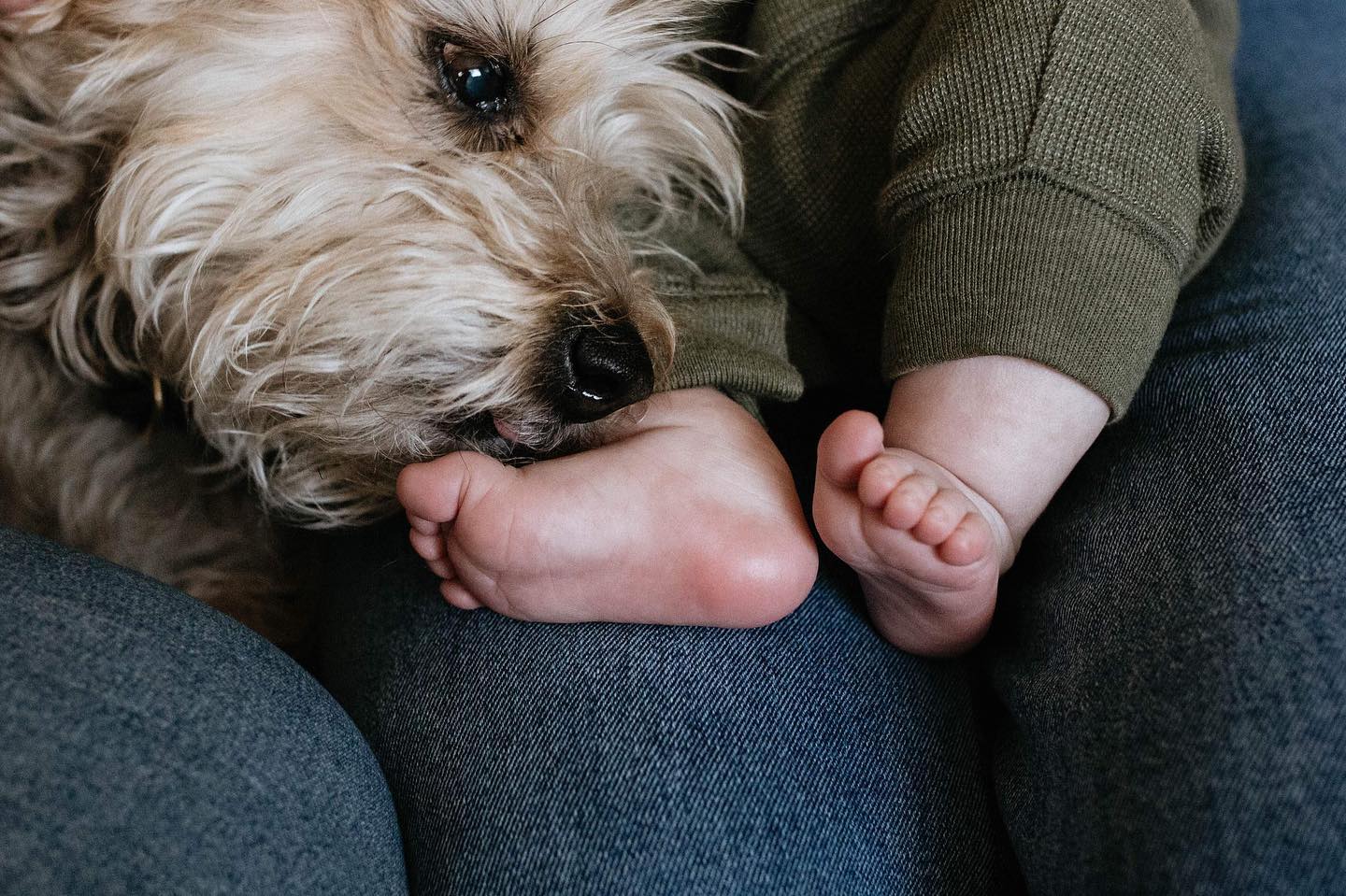 Breaking up the wedding content for this sweet pup checking out his new tiny hooman.
_____
| Edmonton Newborn Photographer | Edmonton Wedding Photographer | Newborn Lifestyle Photography | Kander Photography