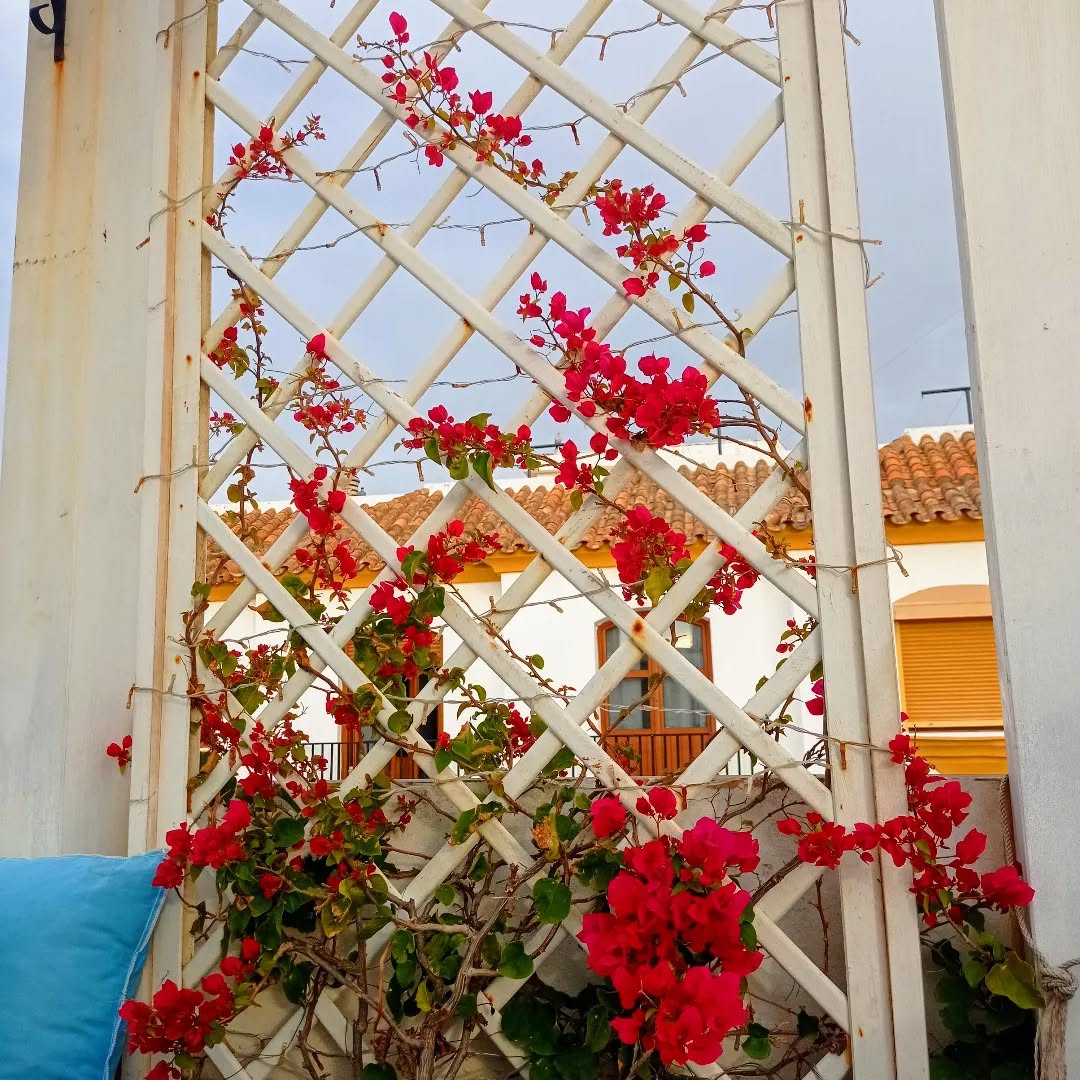 Why couldn't you have looked like this in the summer when all the guests were here?!
#tarifa #hostalentarifa #highflyerskitehouse #bourgainvillea