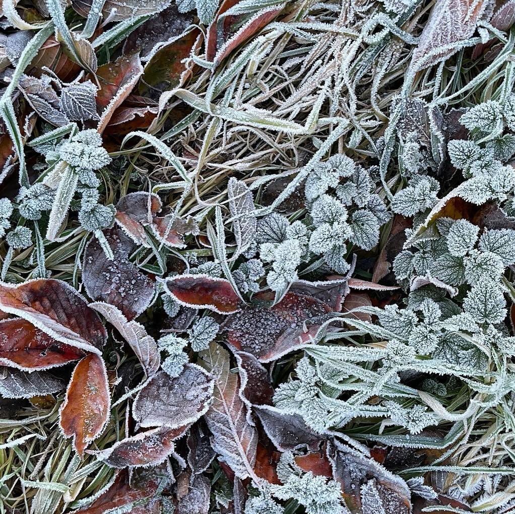 In what is becoming an annual tradition, we present this year’s photograph of frozen leaves! 😅
.
The rhythmic crunch of walking on across a frozen field must be one of the most satisfying sounds of winter, and we are hoping for some more frosts soon.
.
Our latest blog post follows a really beautiful walk Sam took at the end of November, before all the wind and rain arrived!
.
.
.
.
.
.
#winter #winterwonderland #frozenleaves #winterdays #newblogpost #aquietwinter #suffolk #suffolkwalks #frostymorning #frostywalks #frostyplants #burystedmunds #slowsimpleseasonal #embracingtheseasons #frost #ofquietmoments #suffolkcountryside #winterwalks #winterwalking