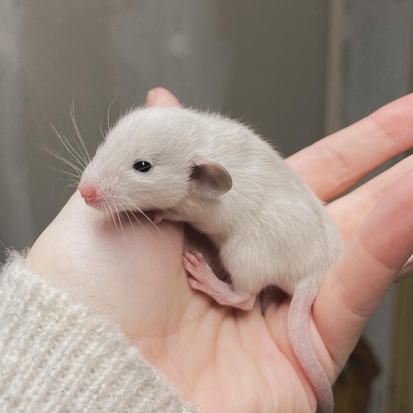 Russian Dove Marble Dumbo doe 🔮
.
.
.
#rat #rats #ratsofinstagram #ratsofinsta #petrats #petsofinstagram #dumborat #rodent #ratcommunity #breeder #ratbreeder #rodentsofinstagram #rodentsofig #rattiesofig #rattiesofinsta #ratsofinstagram #rodents #cute #pets #fancyrat