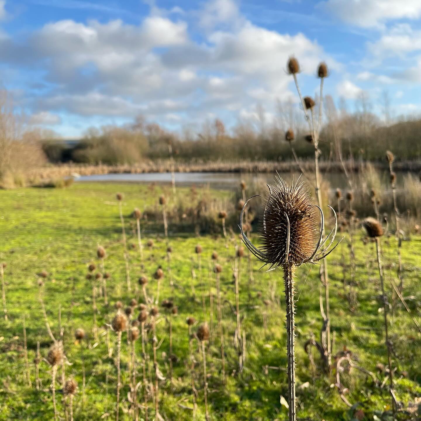 A beautiful, bright, clear day, perfect for a circular walk to the lake near our house. It is, in fact, a drainage basin for the surrounding industrial estate, but, left alone for enough time, nature has a habit of making almost anything beautiful.
.
What is it about water - from ponds and lakes, to the sea - that always feels like a destination? Somewhere to stop and think.
.
.
.
.
.
.
#beautyofnature #macrophotography #suffolkwalks #onmyway #seedheads #plants #winterwalk #moodyshots #nature #natureforsoul #outforawalk #burystedmunds #burystedmundsandbeyond #naturewalks #naturewalk #suffolk