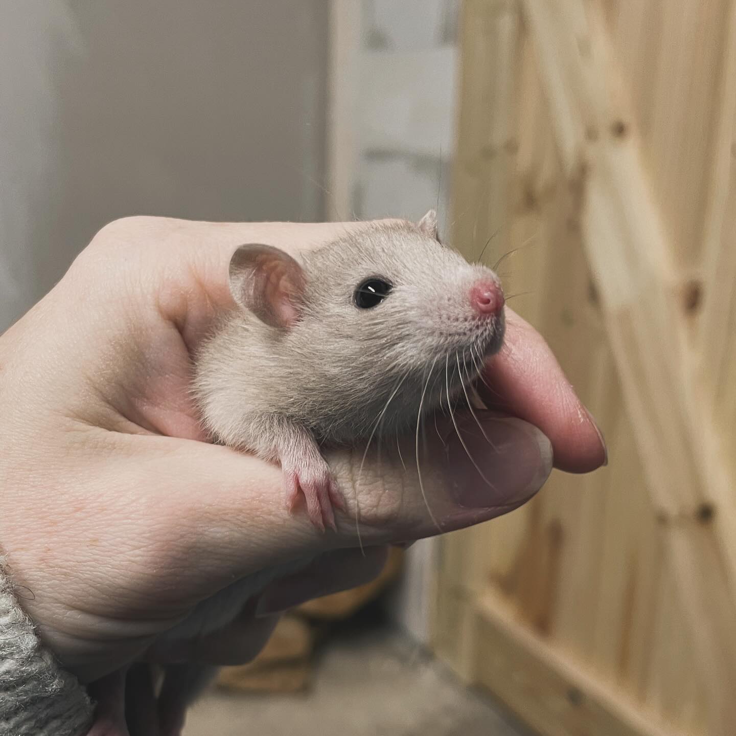 Update on this buck I completely regret not keeping 😭
I don’t need to work with another variety.
I don’t need to work with another variety.
I don’t need to work with another variety!
.
.
.
#rat #rats #ratsofinstagram #ratsofinsta #petrats #petsofinstagram #dumborat #rodent #ratcommunity #breeder #ratbreeder #rodentsofinstagram #rodentsofig #rattiesofig #rattiesofinsta #ratsofinstagram #rodents #cute #pets #fancyrat