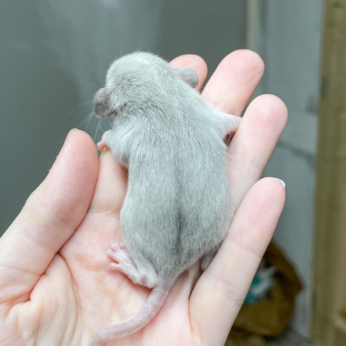 Marble Update 🔮
.
.
.
#rat #rats #ratsofinstagram #ratsofinsta #petrats #petsofinstagram #dumborat #rodent #ratcommunity #breeder #ratbreeder #rodentsofinstagram #rodentsofig #rattiesofig #rattiesofinsta #ratsofinstagram #rodents #cute #pets #fancyrat