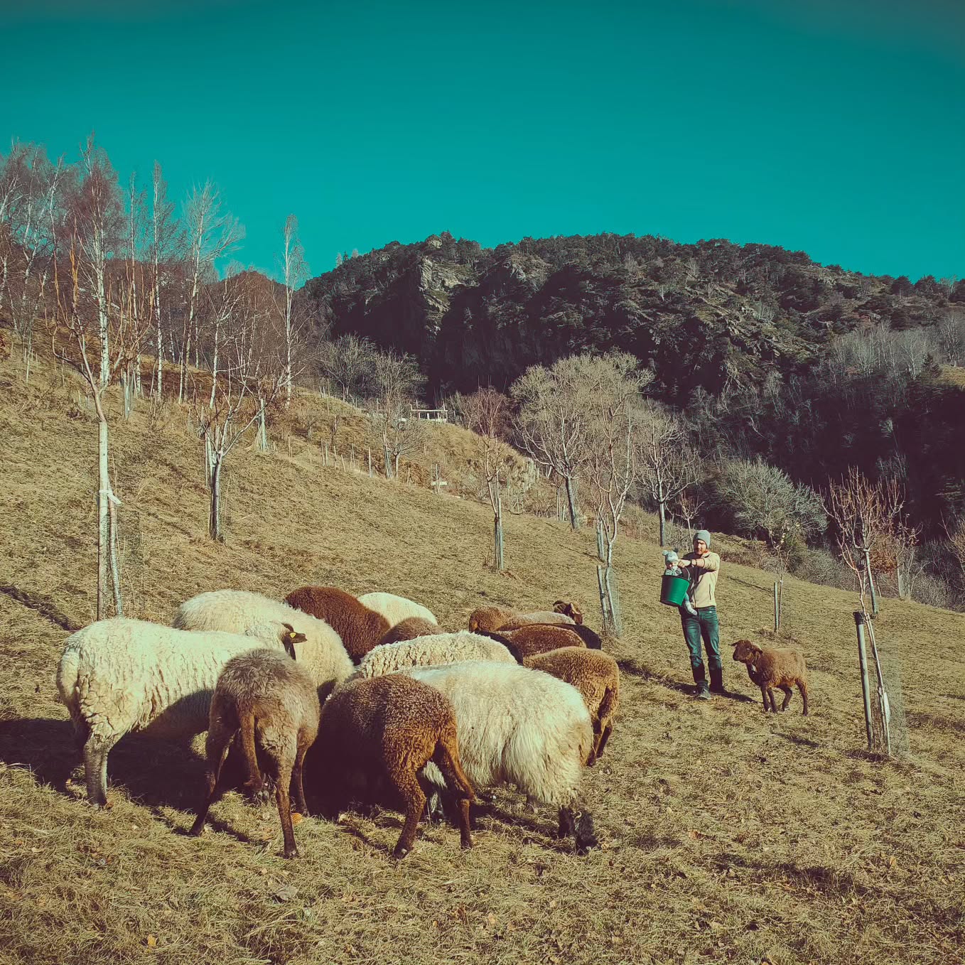 Wir wünschen euch allen frohe Weihnachten und schöne Festtage. Geniesst die Zeit mit euren Liebsten.
#brandeija #braunköpfigesfleischschaf #walliserlandschaf #weihnachten