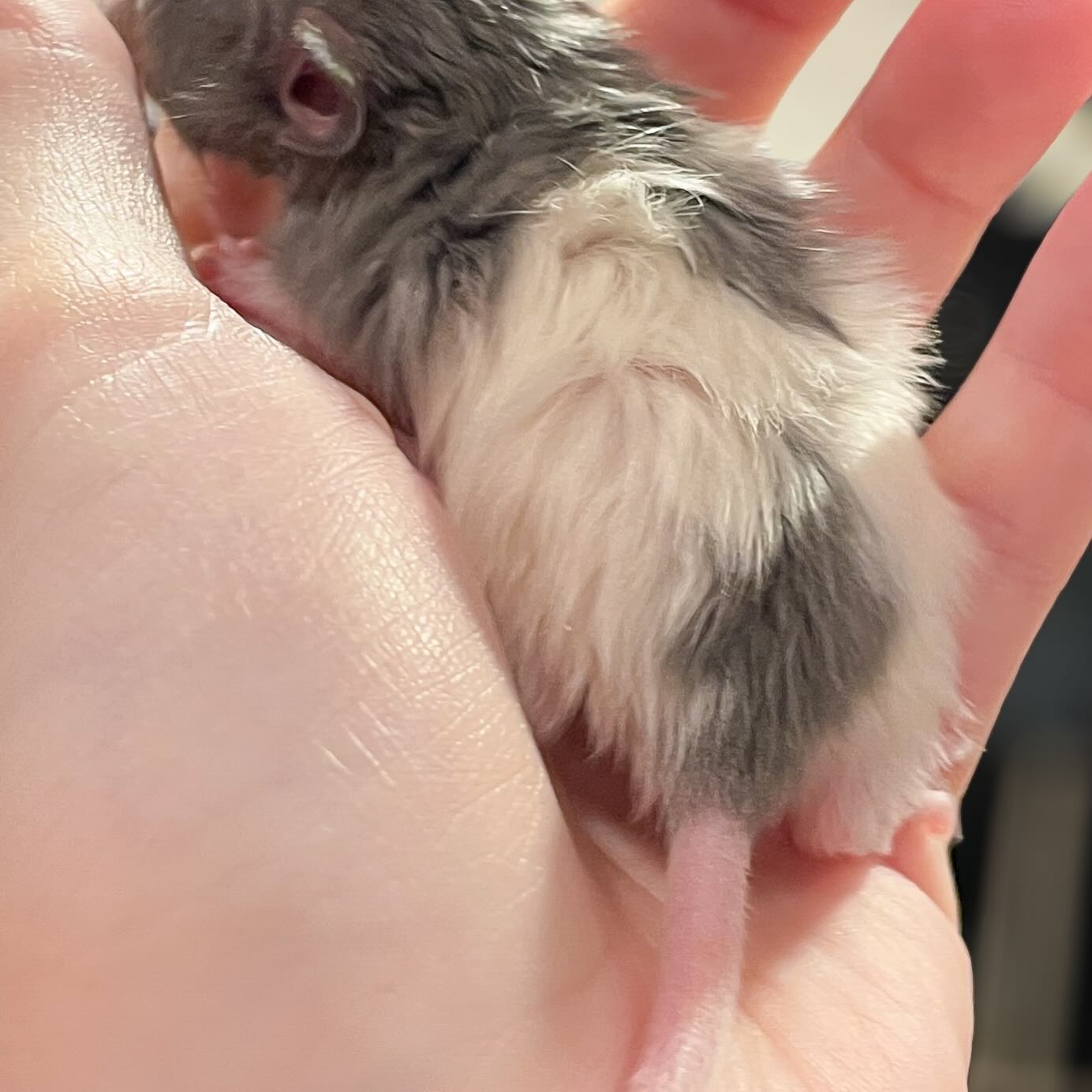 Aurora - Russian Blue Mismarked Harley (Longhaired) 🎄
.
.
.
#rat #rats #ratsofinstagram #ratsofinsta #petrats #petsofinstagram #dumborat #rodent #ratcommunity #breeder #ratbreeder #rodentsofinstagram #rodentsofig #rattiesofig #rattiesofinsta #ratsofinstagram #rodents #cute #pets #fancyrat