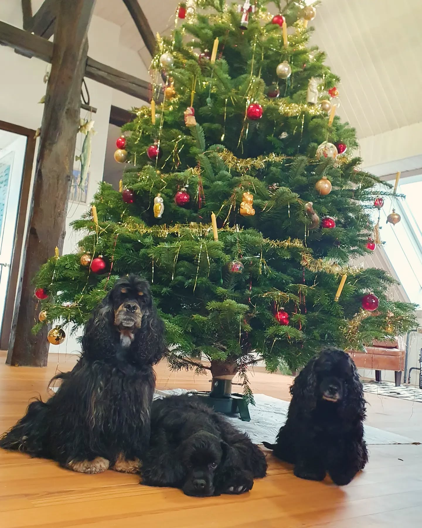 Wir wünschen allen frohe Festtage und ein glückliches neues Jahr!