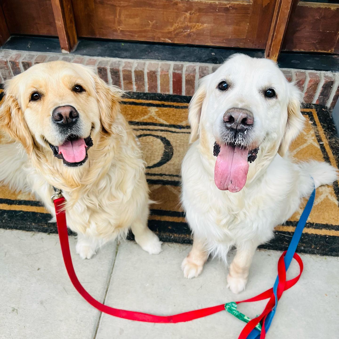 wishing all our pups a happy new year! 🥳💙 thank you for a wonderful 2023!