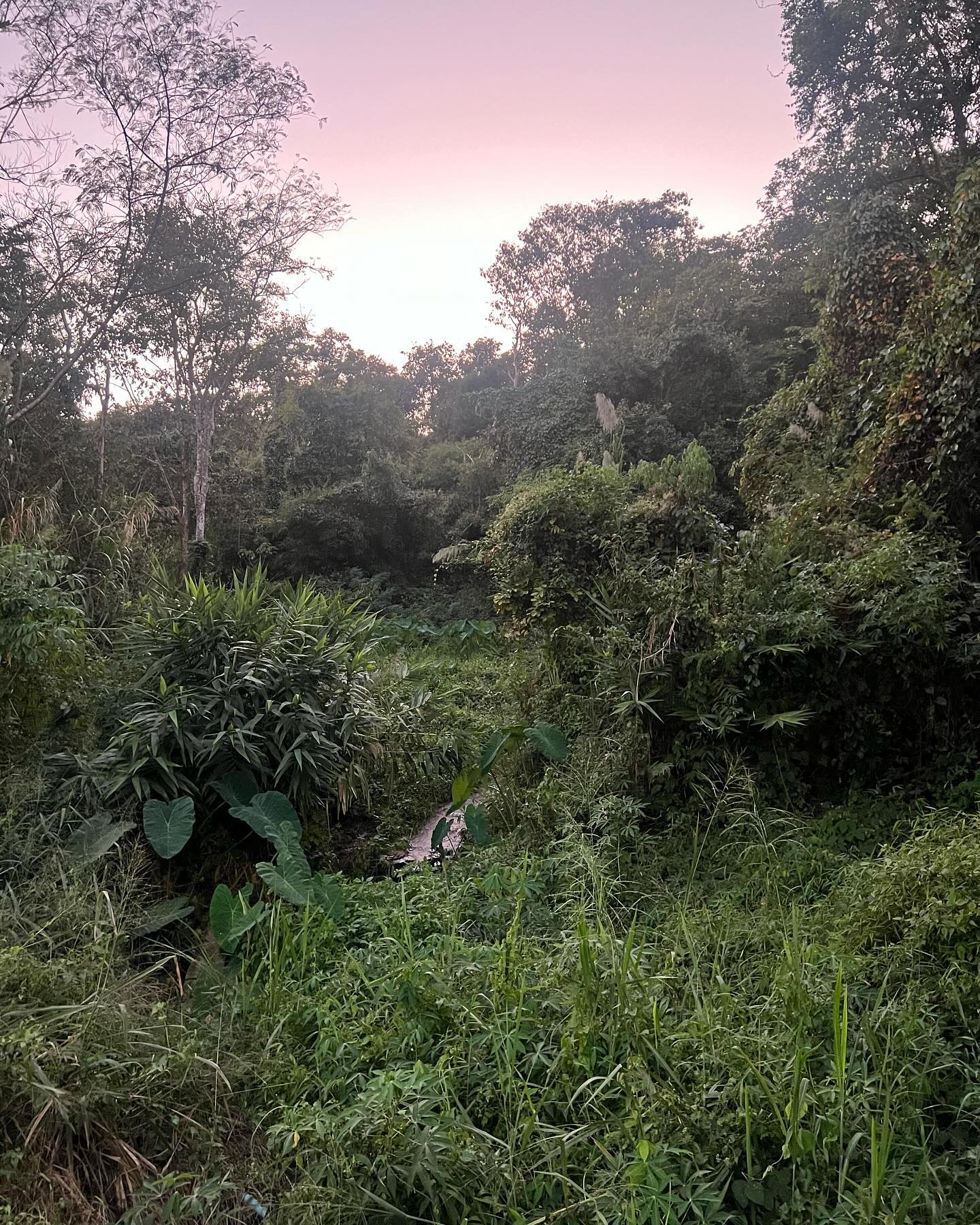 Chiang Mai, thanks for an amazing start to the journey! (dump 1)