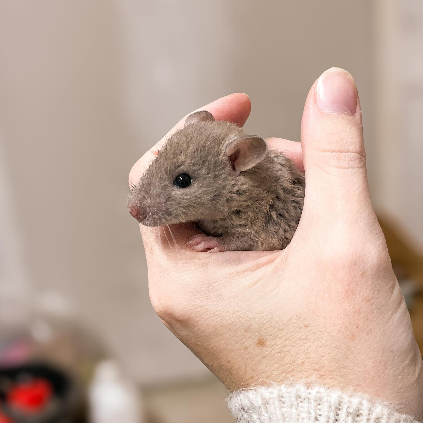 Russian Blue Agouti Velveteen 💙
Kits like this make me remember I’m starting to really see some progress in my velveteens now. They’re a few generations in and I will start seeing double velveteen soon.
.
.
.
#rat #rats #ratsofinstagram #ratsofinsta #petrats #petsofinstagram #dumborat #rodent #ratcommunity #breeder #ratbreeder #rodentsofinstagram #rodentsofig #rattiesofig #rattiesofinsta #ratsofinstagram #rodents #cute #pets #fancyrat