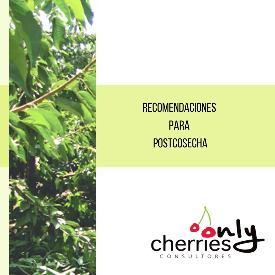 Ya está disponible el boletín de manejos postcosecha que puedes revisar en www.onlycherries.cl
Este es un aporte de nuestro equipo para todos los productores y público interesado en el cultivo del cerezo. Acá te dejamos un extracto.
#cherry #cherries #chileagricola #agrochile #agronegocio #cerezas #cerezo #cherryblossom #smartcherry #redagricola #campochileno #agricultura #revistadelcampo #mundoagro #agronomia #agro #agroquimicos