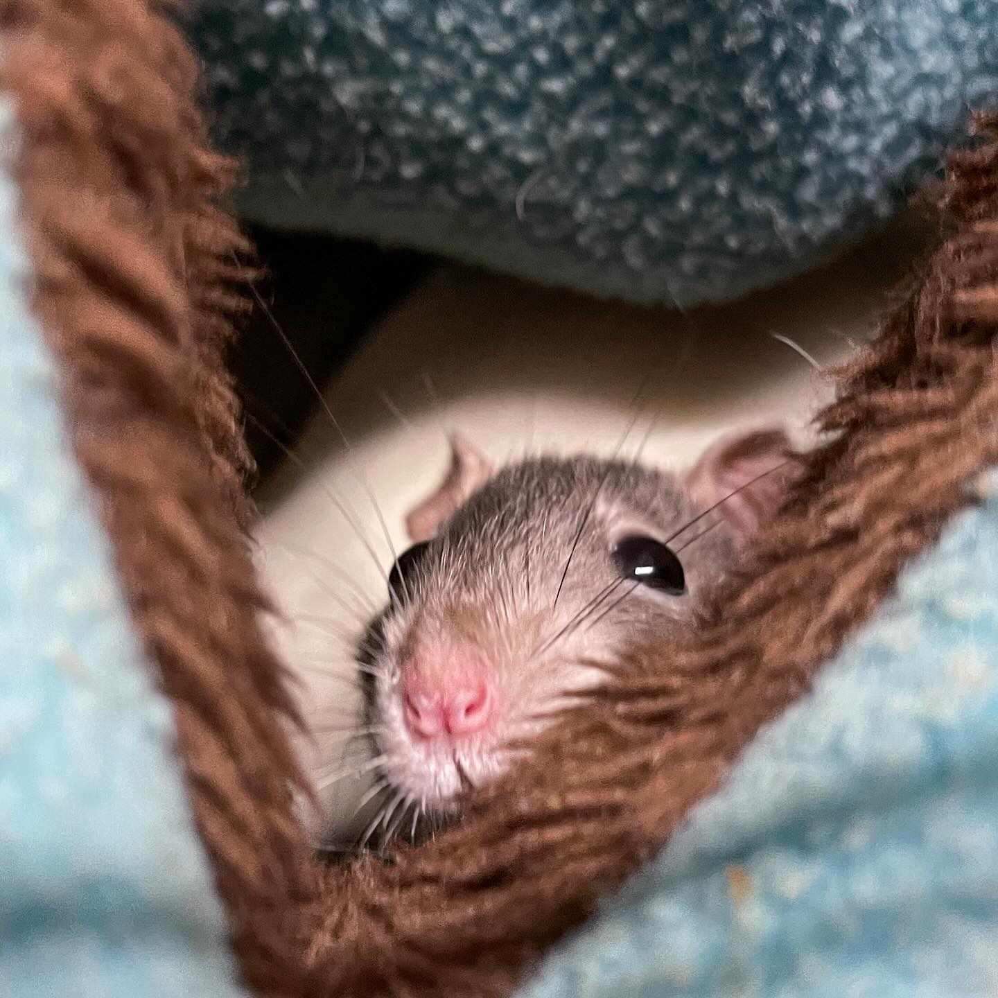 Happy New Year from this little pickle.
.
.
.
#rat #rats #ratsofinstagram #ratsofinsta #petrats #petsofinstagram #dumborat #rodent #ratcommunity #breeder #ratbreeder #rodentsofinstagram #rodentsofig #rattiesofig #rattiesofinsta #ratsofinstagram #rodents #cute #pets #fancyrat #dwarf #dwarfrat