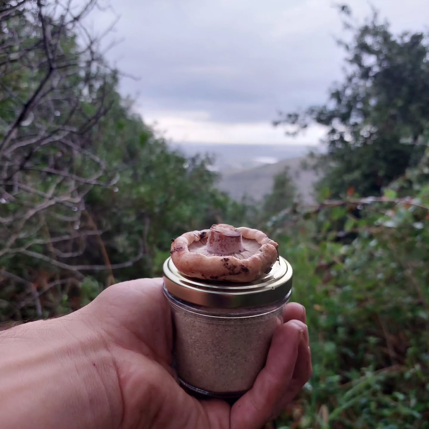 אבקת פטריות בר מהגולן 🍄
מהדורה מיוחדת 👌
תבלין אוממי מקומי ומשובח, עשוי ממיקס פטריות בר מהגולן בתוספת מלח, מרווה ואזוב 🌱
הסוד הקטן שיהפוך כל תבשיל, מאפה או מרק למושלם😋
(ובמיוחד ברוטב שמנת!)
המחיר הוא 80 שח לצנצנת (130 מ"ל)
בתבלין מוקססו הפטריות: משפכנית בשרית, שחרחרית שחרחרה, שרפית בשרית, אחלמית עירומה, דפונית מאוגדת, פקועות, מטרנית מתקלפת ומטרנית ססגונית 🍄
יש מספר צנצנות בודדות, ממליץ בחום (:
להזמנות שלחו לי הודעה,
אסף - 0543030799