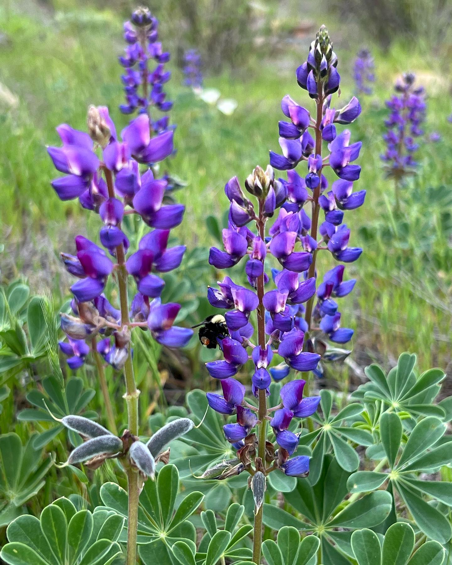 Wildflowers in January?! Gotcha! ๐ The change in temps and weather make this the perfect time to get your annual wildflower seeds in the ground! ๐ง Consecutive rains promise germination when the warmer sun comes back out ๐ Your favorite little critters and pollinators will thank you as your yard comes back to life in the Spring! Stop by one of our retail partners or place a special order through our app or website to get yours! ๐ฑ #mymoosacreekgarden