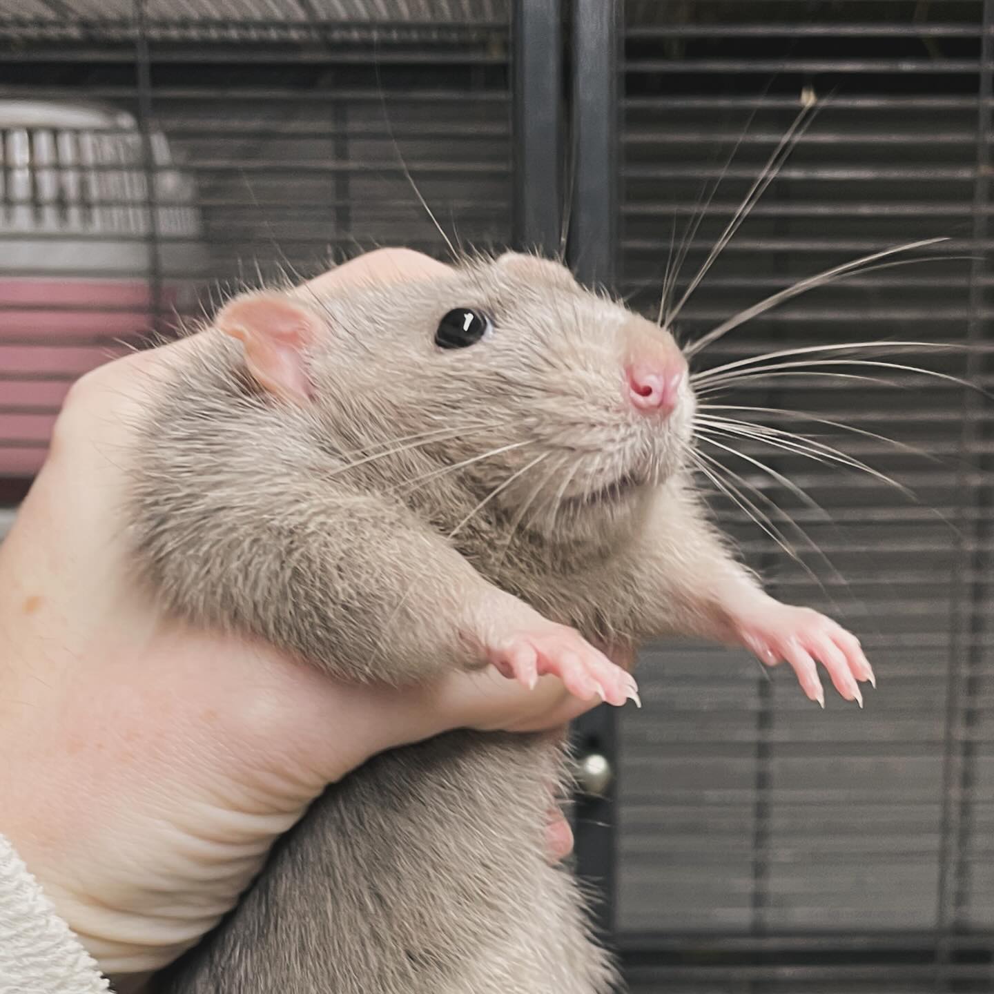 No thoughts.
.
.
.
#rat #rats #ratsofinstagram #ratsofinsta #petrats #petsofinstagram #dumborat #rodent #ratcommunity #breeder #ratbreeder #rodentsofinstagram #rodentsofig #rattiesofig #rattiesofinsta #ratsofinstagram #rodents #cute #pets #fancyrat