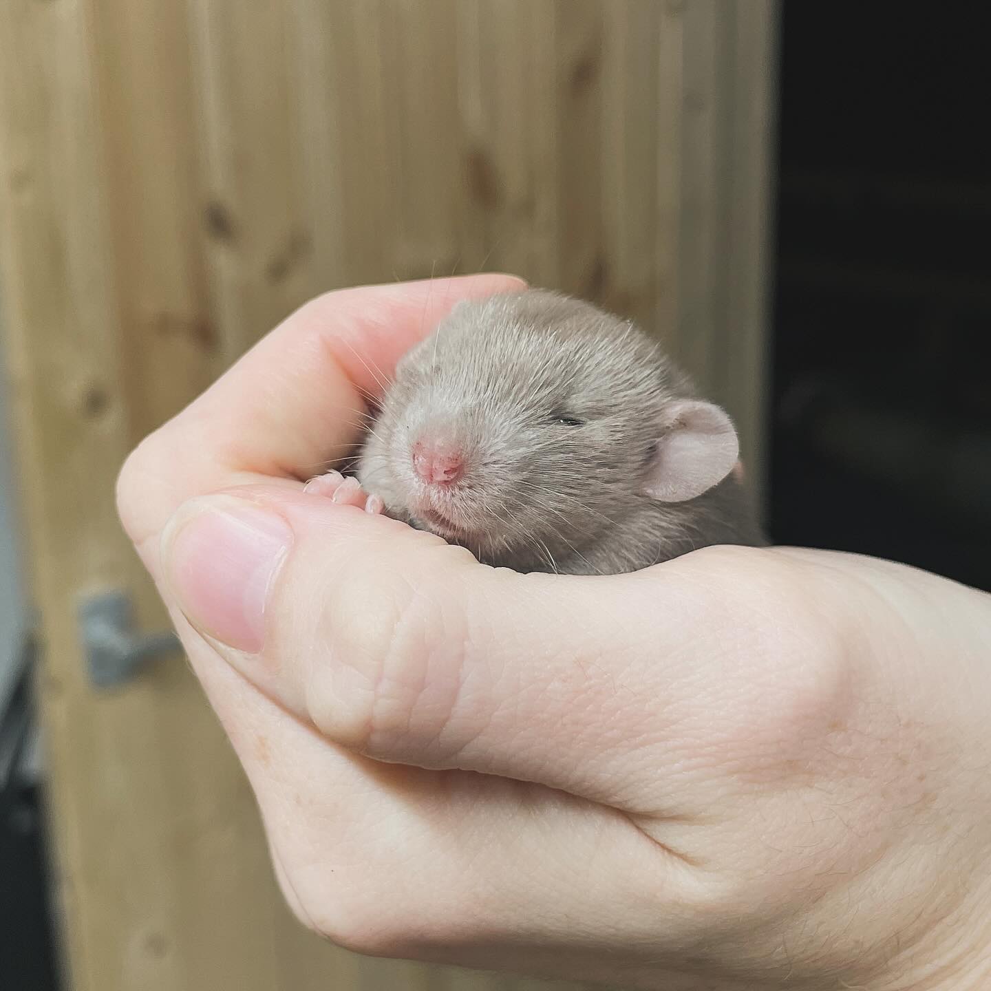 Unexpected. I always thought I’d lost Mink forever but it popped up twice last month.
.
.
.
#rat #rats #ratsofinstagram #ratsofinsta #petrats #petsofinstagram #dumborat #rodent #ratcommunity #breeder #ratbreeder #rodentsofinstagram #rodentsofig #rattiesofig #rattiesofinsta #ratsofinstagram #rodents #cute #pets #fancyrat