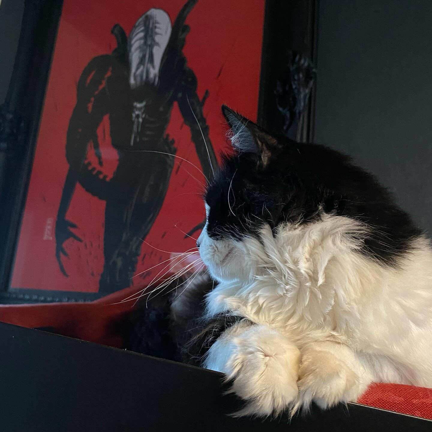 New year, fresh chillage!
Alien artwork by @gillesvranckx
#downtime #inspiration #takefive #look #timeout #catfurniture #nap #easy #catshelter #catwall #chillout #custom #model #cat #coachpotato #catmodel #qualitytime #cattree #dodo #helix