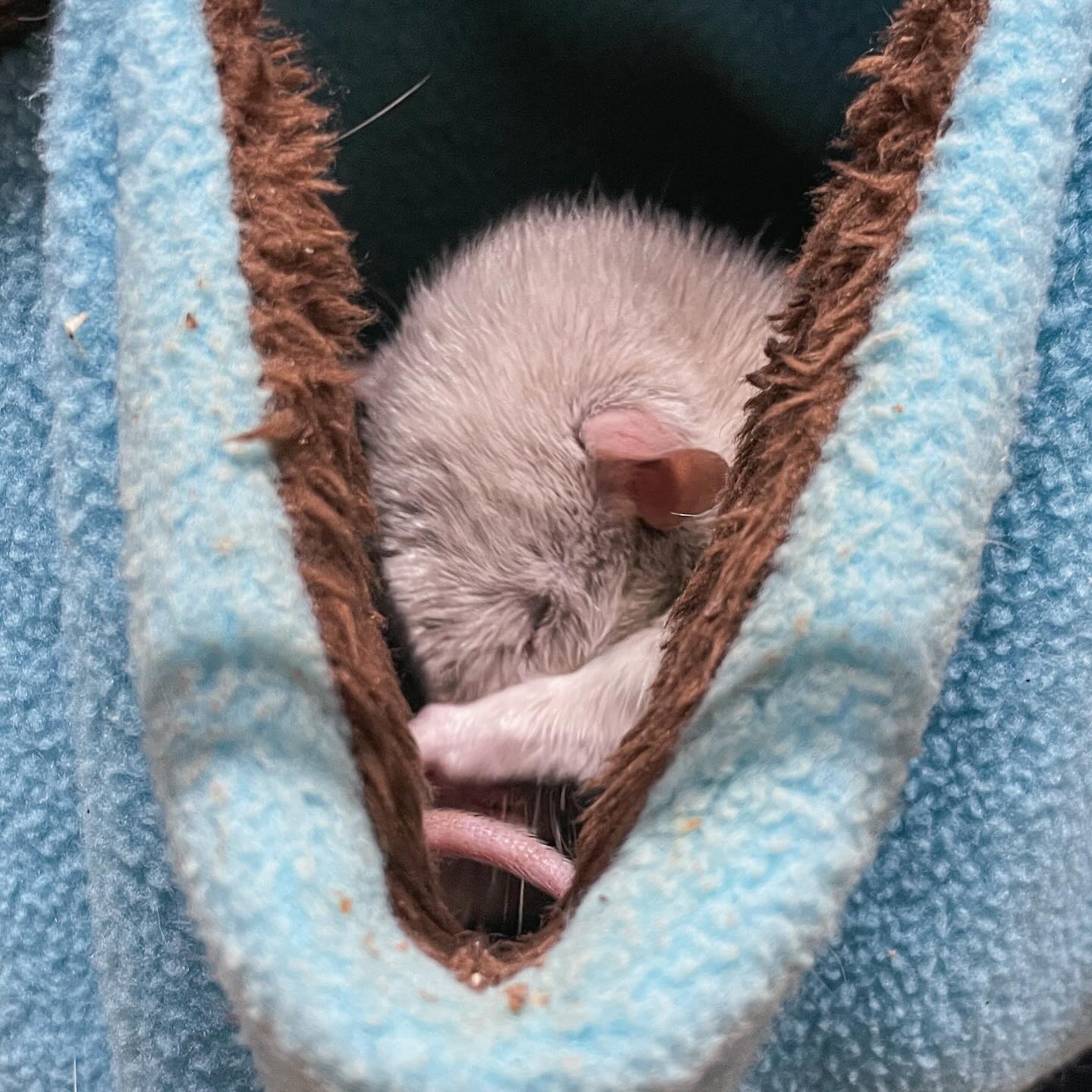 💙💙💙
.
.
.
#rat #rats #ratsofinstagram #ratsofinsta #petrats #petsofinstagram #dumborat #rodent #ratcommunity #breeder #ratbreeder #rodentsofinstagram #rodentsofig #rattiesofig #rattiesofinsta #ratsofinstagram #rodents #cute #pets #fancyrat