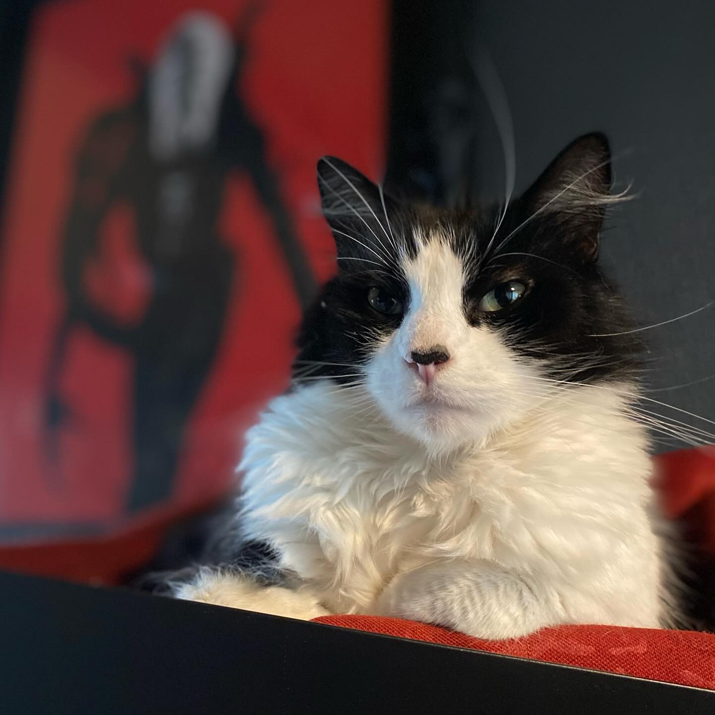 New year, fresh chillage!
Alien artwork by @gillesvranckx
#downtime #inspiration #takefive #look #timeout #catfurniture #nap #easy #catshelter #catwall #chillout #custom #model #cat #coachpotato #catmodel #qualitytime #cattree #dodo #helix