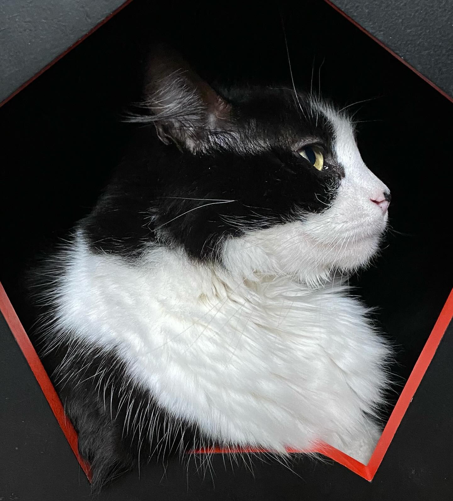 New year, fresh chillage!
#downtime #inspiration #takefive #look #timeout #catfurniture #nap #easy #catshelter #catwall #chillout #custom #model #cat #coachpotato #catmodel #qualitytime #cattree #dodo #helix