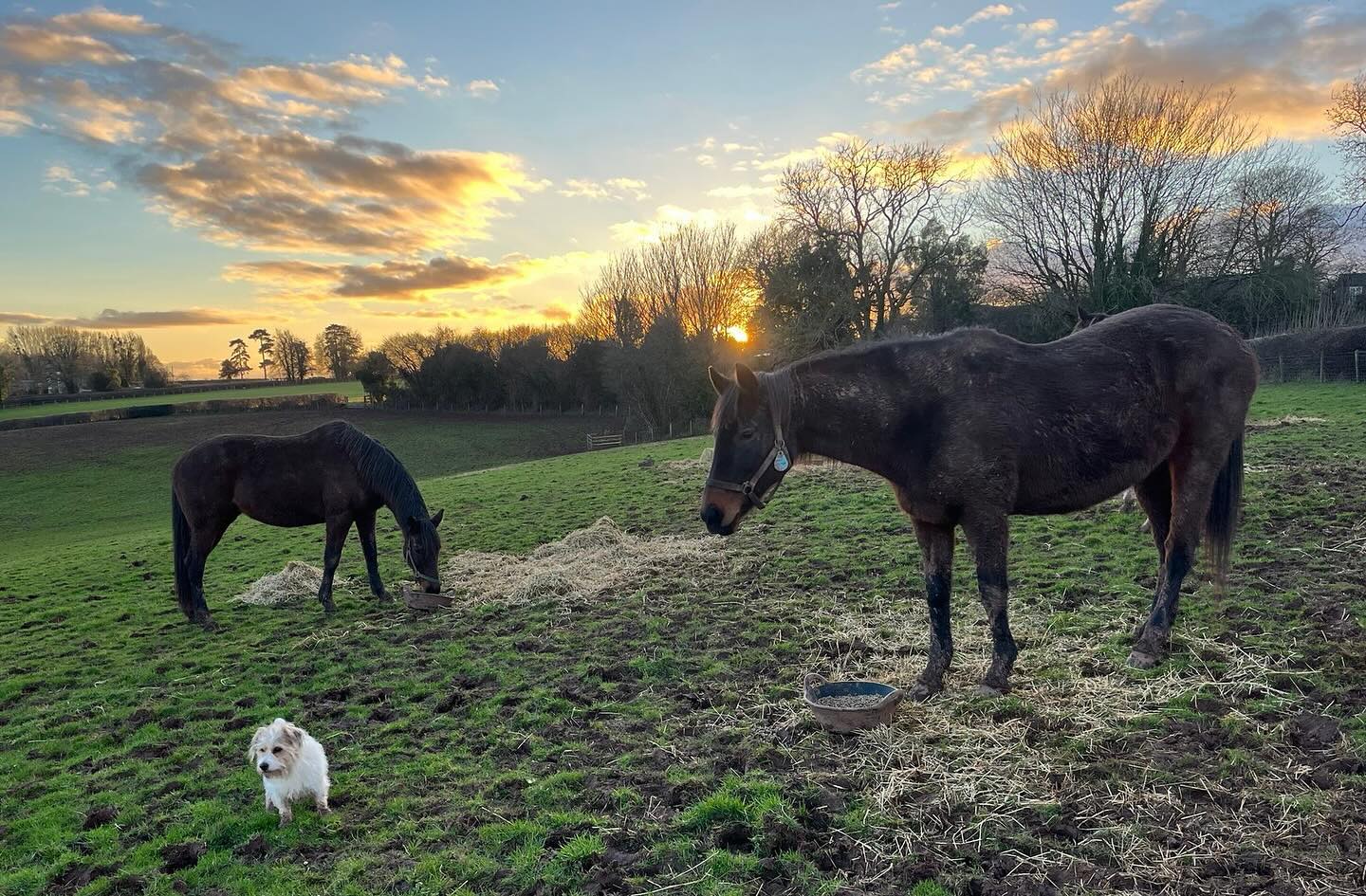 The ‘Rhythms’ - mother and daughter #britishbreeding #blacktype #thoroughbredsofinstagram #herefordshire #foals #2024