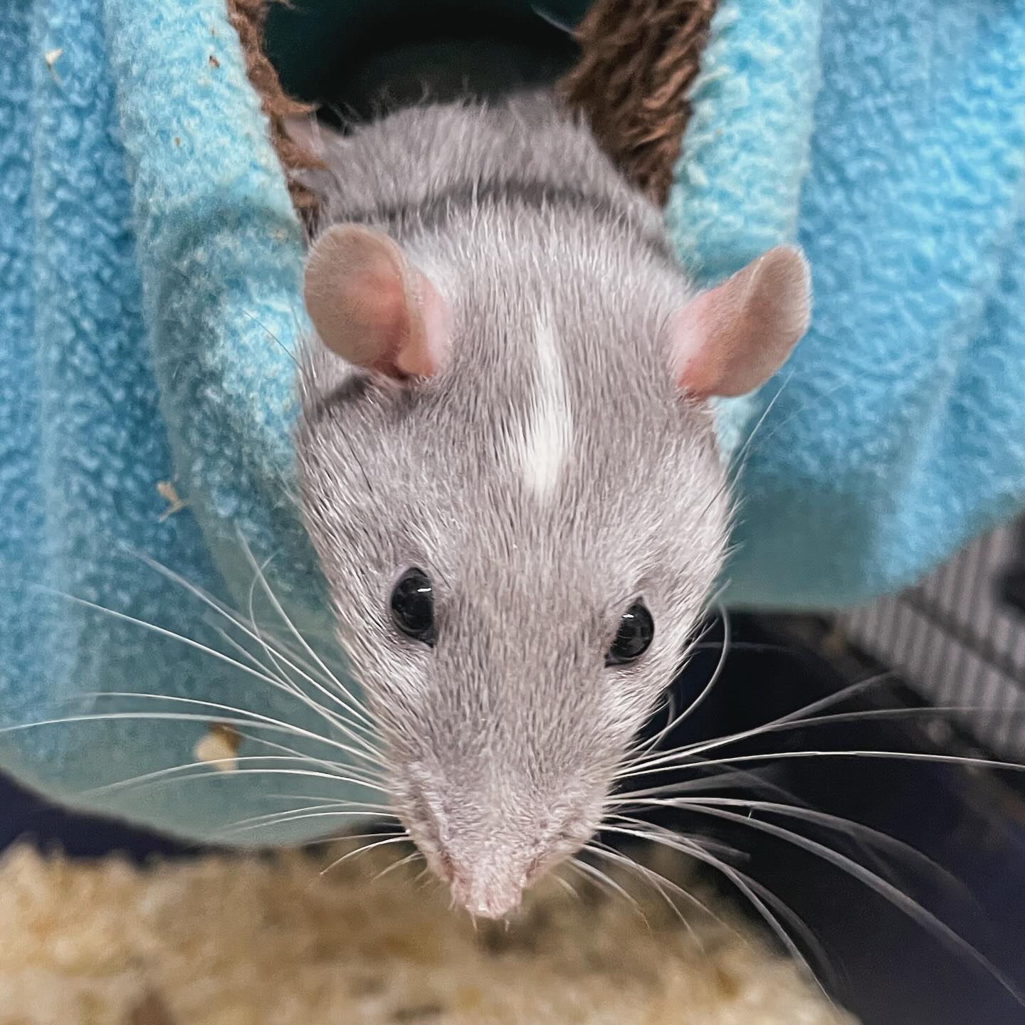 Russian Blue Variegated 💙
He is being wonderful and turning into a very chunky boy.
.
.
.
#rat #rats #ratsofinstagram #ratsofinsta #petrats #petsofinstagram #dumborat #rodent #ratcommunity #breeder #ratbreeder #rodentsofinstagram #rodentsofig #rattiesofig #rattiesofinsta #ratsofinstagram #rodents #cute #pets #fancyrat