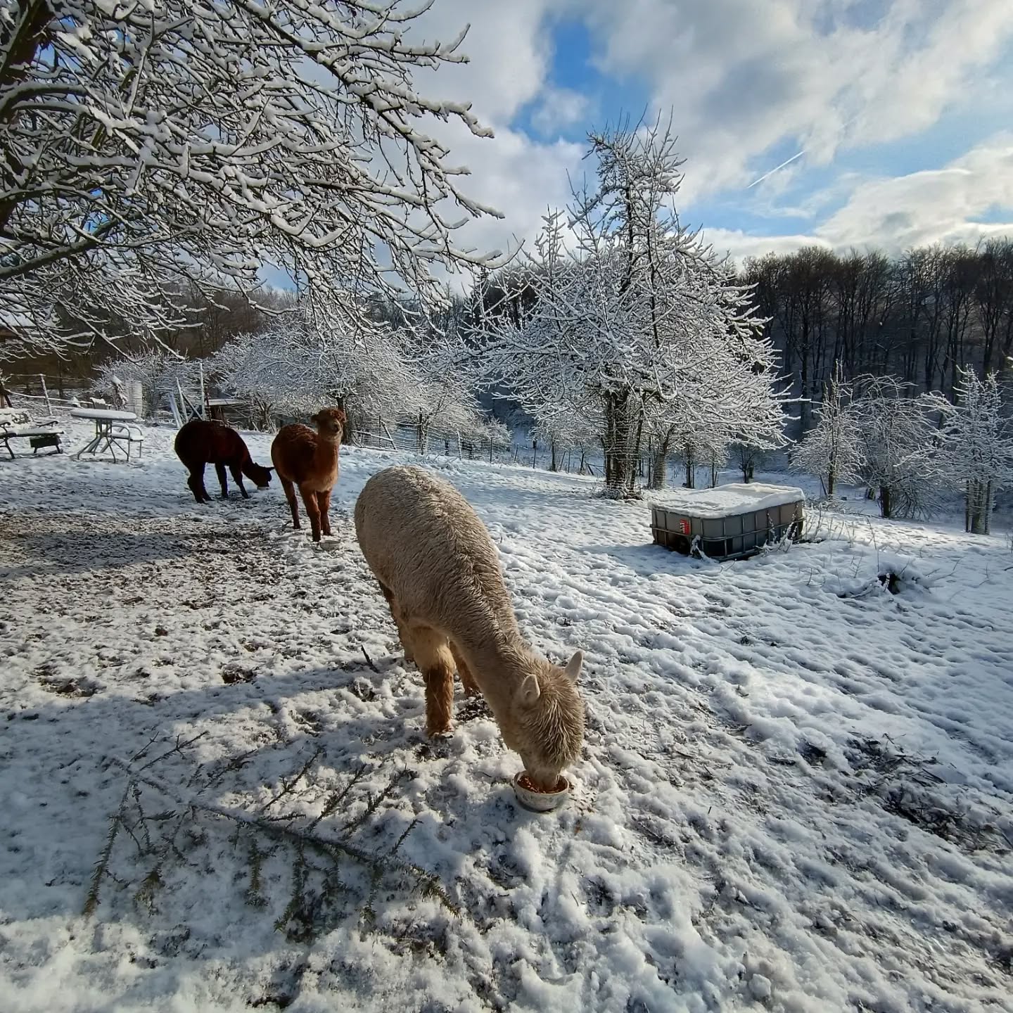Endlich scheint wieder die Sonne ☀️ bei den @obstwiesen.alpakas 🦙 und dann auch noch Schnee in der Eifel❄️! Was will man mehr 🍀!!
#obstwiesenalpakas #alpacasofinstagram #alpakasofinstagram #eifel #nordeifel #schnee #sonnenschein #alpaka #alpakas #alpacas #alpaca #pepperdasobstwiesenalpaka #badmünstereifel #euskirchen