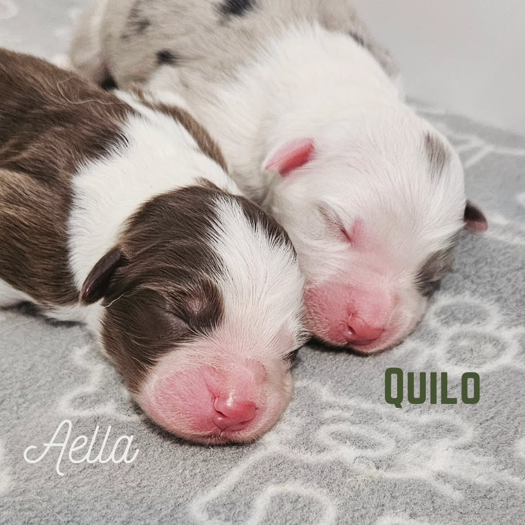 Our sweet Noah x Vesper puppies arrived yesterday, January 12th, 2024. Everyone is doing well๐พ
All puppies are reserved at this time.
For information on our upcoming litters, please fill out our puppy application and check our website.
๐พwww.ausableriveraussies.com ๐