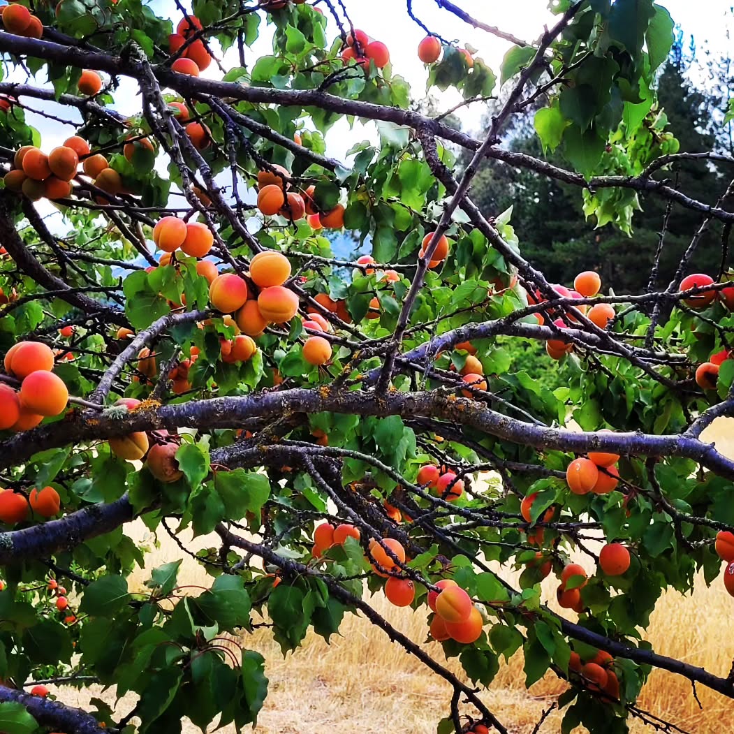 Come and git 'em! We're selling apricots as a Fundraiser for some friends who's yurt was blown down in the last big winds. And, man are they good tasting! Get in touch at mtnspirit.nz/contact if interested.
.
.
.@purenewzealand #newzealand #wanaka #lovewanaka @wanaka #mountainspirit #meditation #retreats #yinyoga #experientialeducation