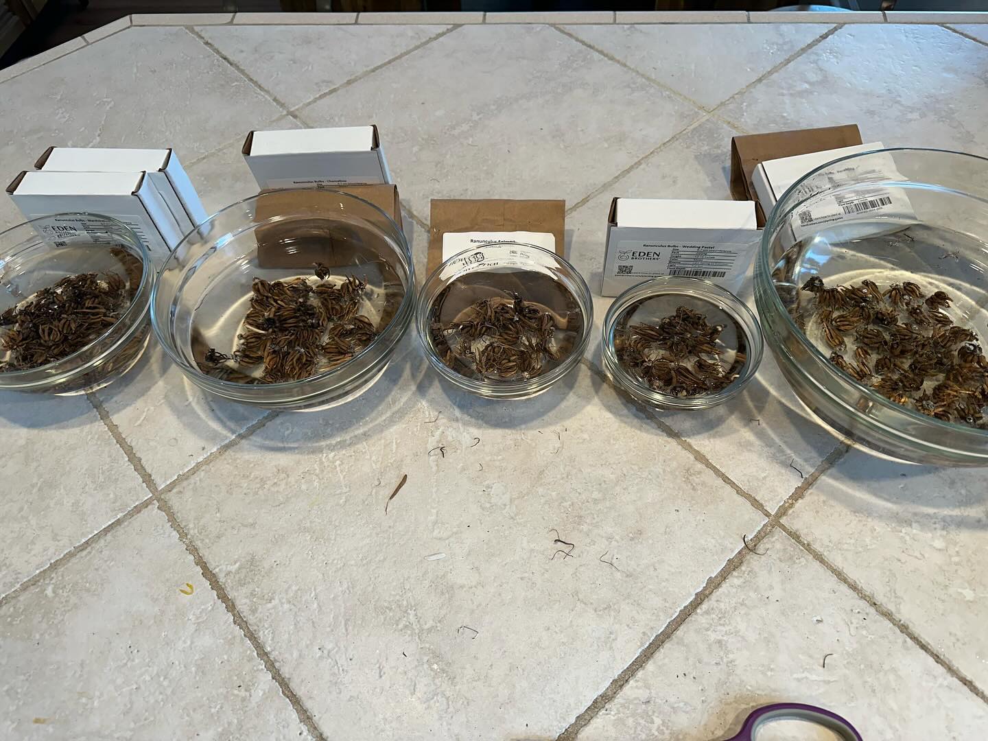 Say hello to my highly professional kitchen-counter ranunculus starting operation. Soaking corms today with plans to get you blooms even sooner this year! Swipe for the “after” for these ugly ducklings-turned-swans! #wellgrownflowers #wellgrownfarm #localflowers #ranunculus