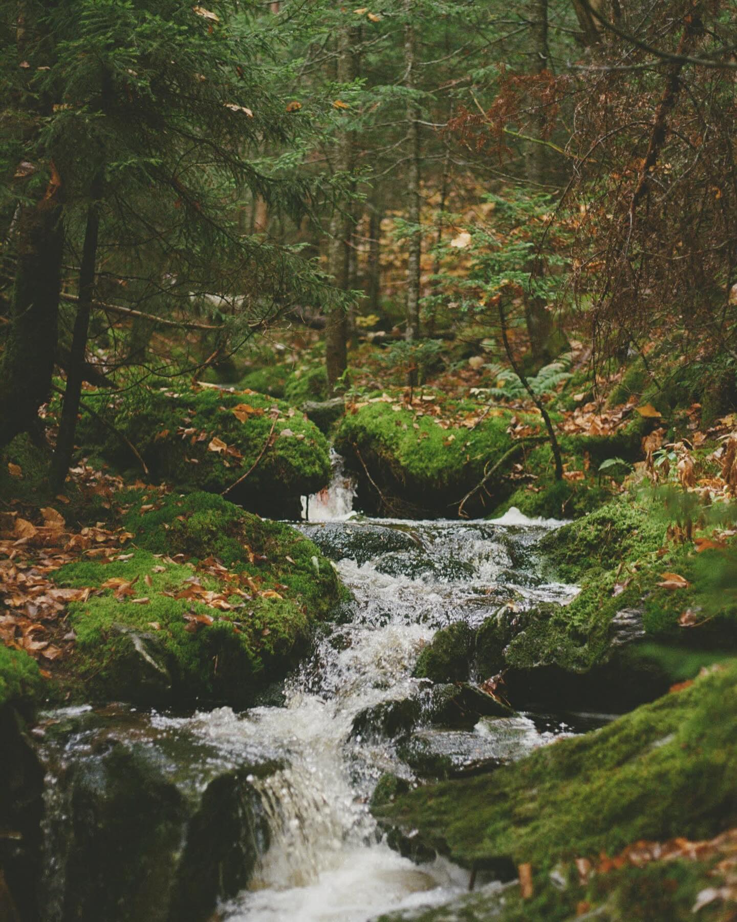 Fall lasts forever on film 🍂📷