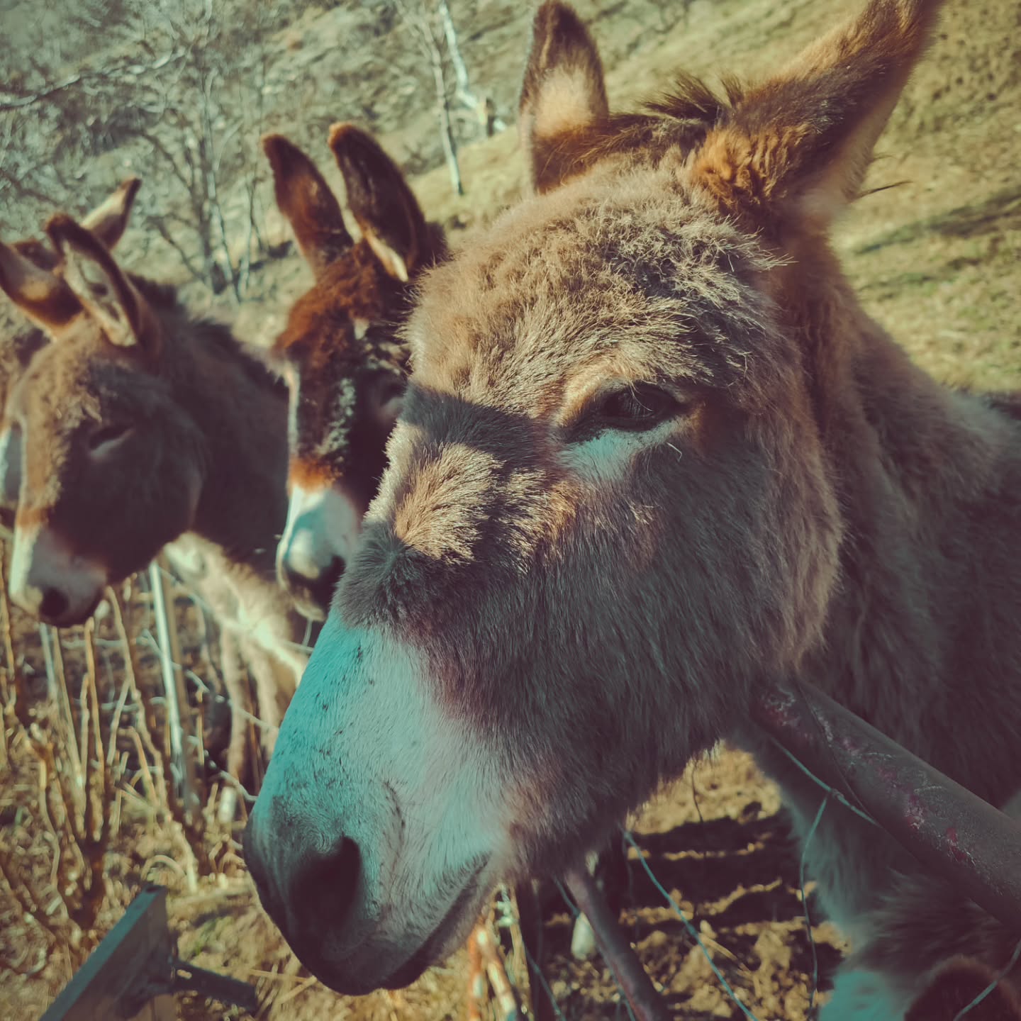 Auch in diesem Jahr sind die Esel wieder bei uns in den Ferien. Sie geniessen die Sonne in St. German.
#brandeija #esel #sonnegeniessen