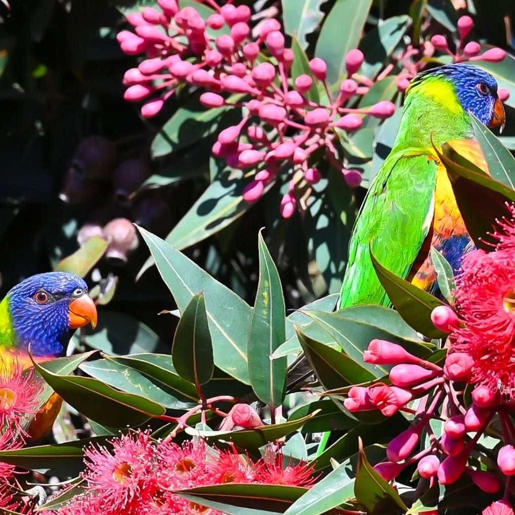 My new friend from Australia