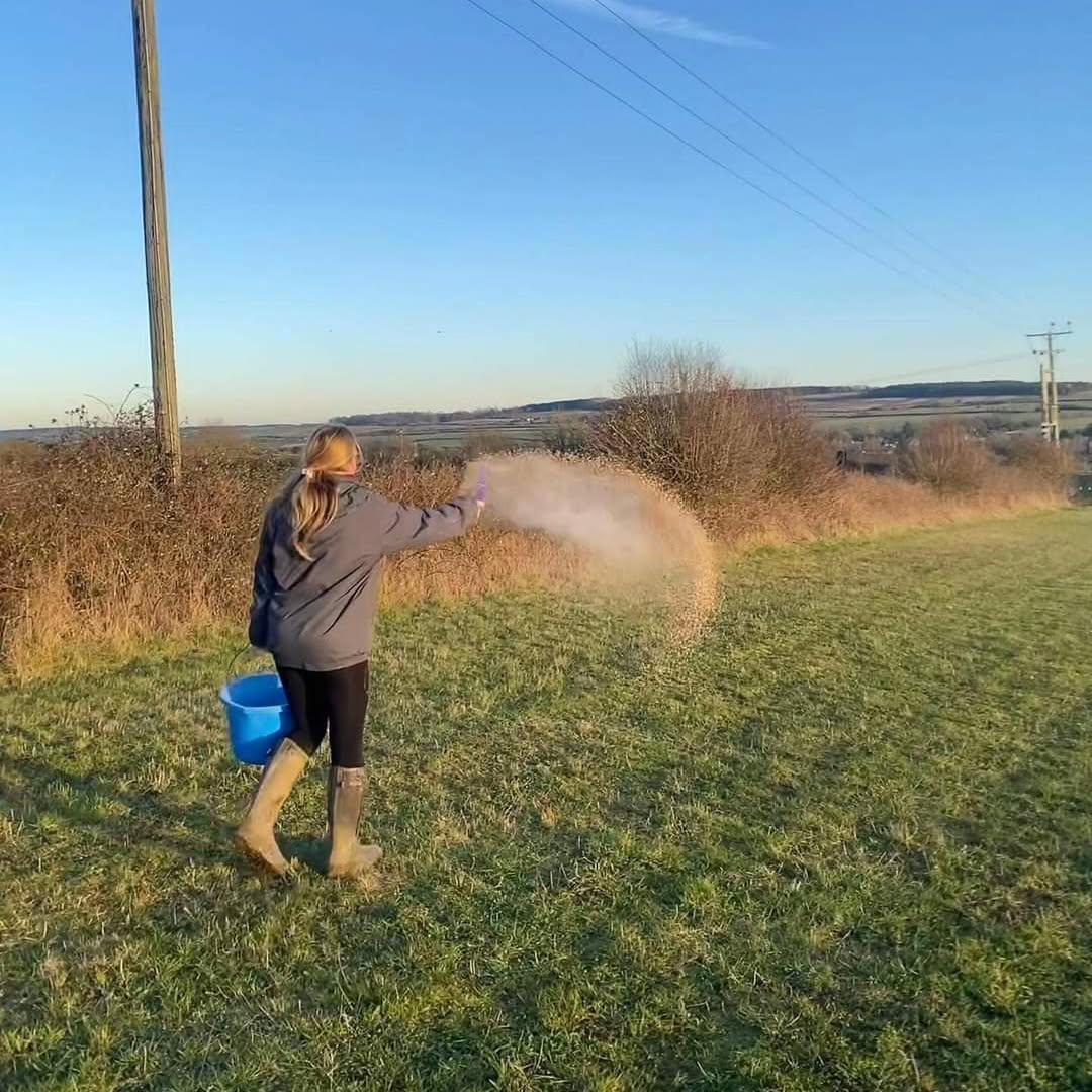 @realfarmed have been feeding the farmland birds along with over 30 other farms!
The project supported by our cluster members feed the birds on the farm over winter with a mixture of grains and seeds.