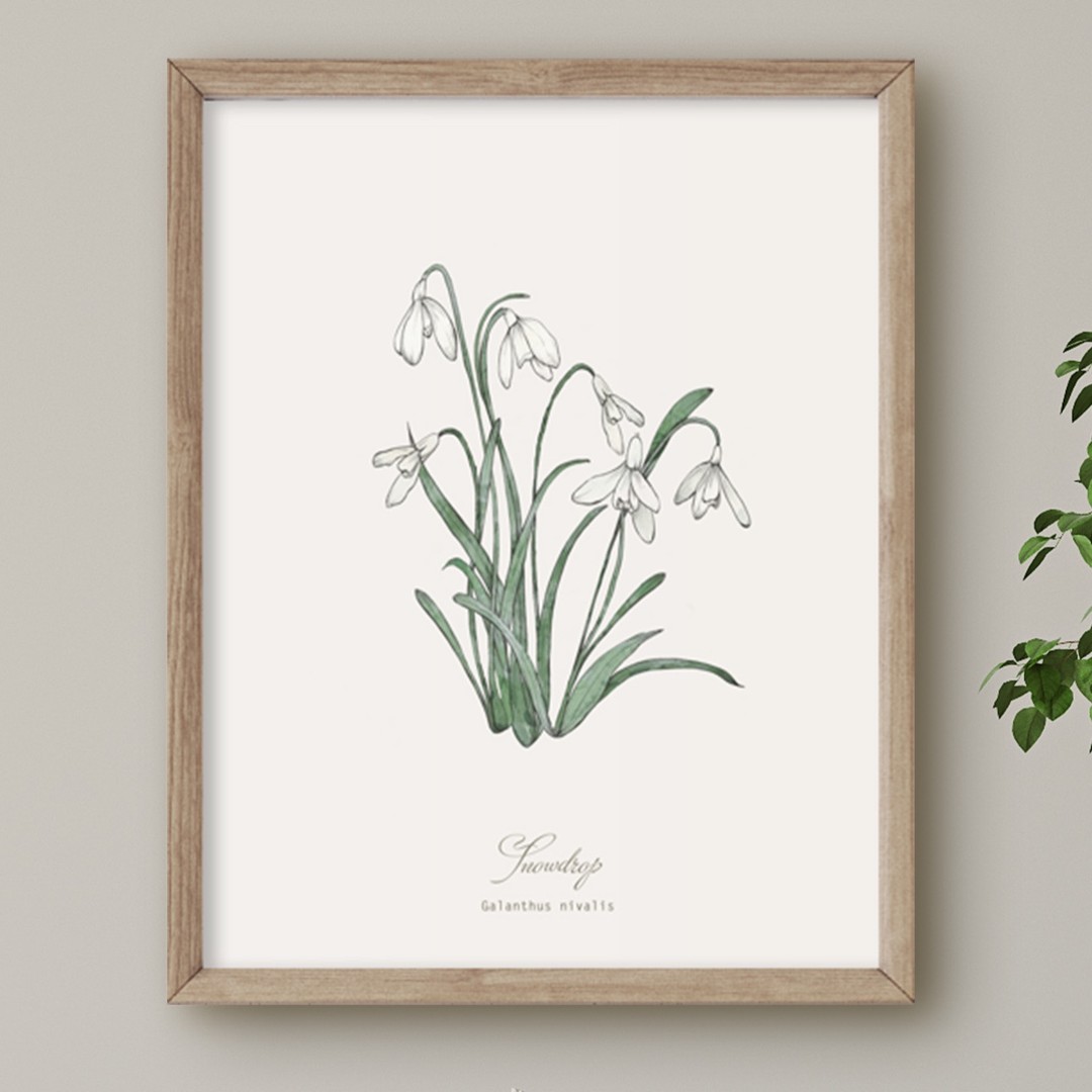 Snowdrops are connected to the element of earth and the planet Saturn. Also known as The Fair Maids, the milky white of the snowdrop symbolises new beginnings hope & purity, because it is the first flower to bloom at the end of winter as we move into the lighter days of spring. This print is available in my botanical print shop, just follow the link in my profile #plantknowledge #hackneyandcodesign #botanicaldecor #thoughfulgifts #floralprint #snowdrop #cottagecoredecor #neutraldecor
