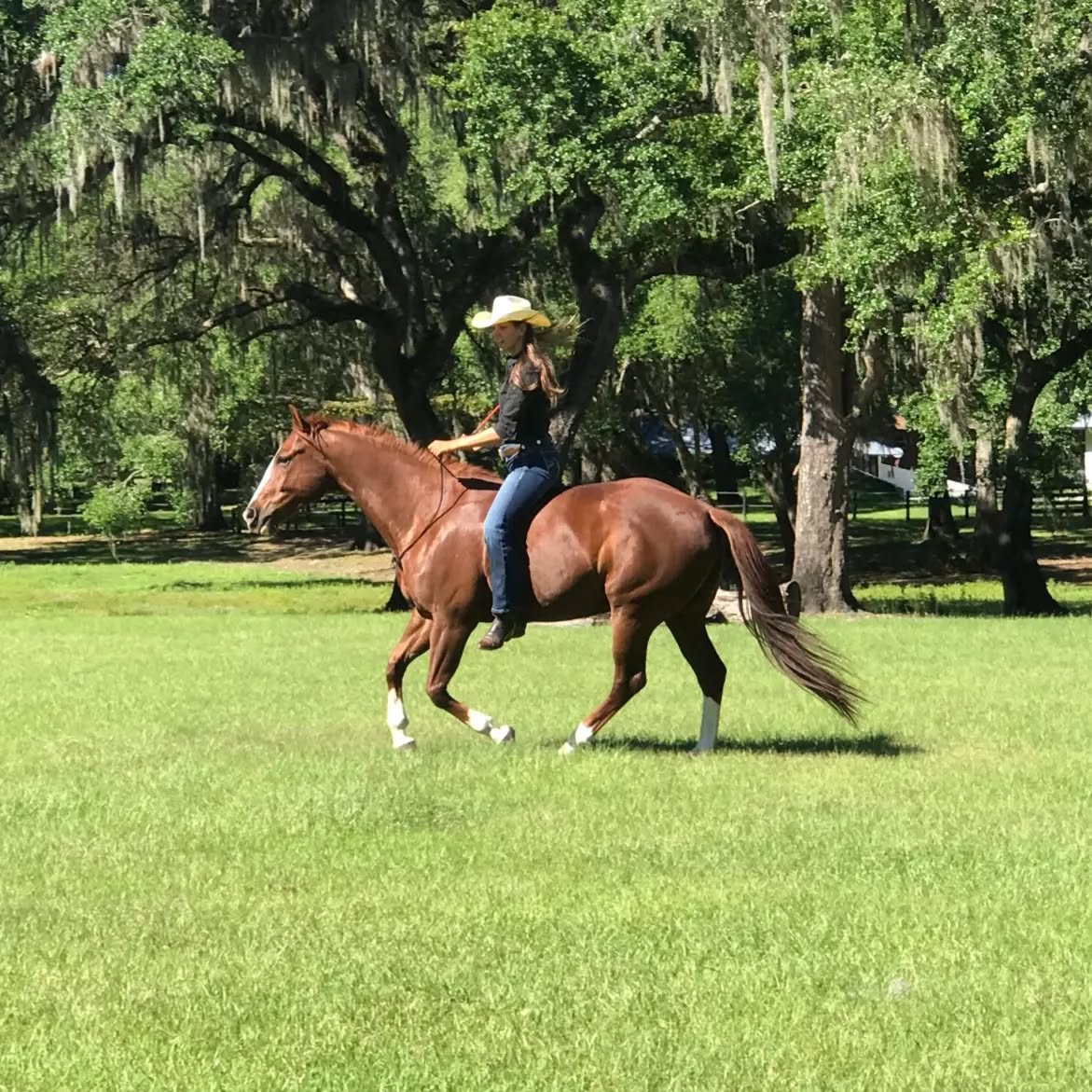 50% off on Video Coaching until February 15th
So many of you have been asking me recently when I'll return to Germany for lessons and courses. I do want to continue supporting my students in achieving their goals and dreams so that they can keep progressing with their horses even though I am currently on the opposite side of the globe.
For the start into the new year I am offering 50% off on video coaching to make sure that everyone who would like to try my virtual support can do it without risk. This means that every lesson booked and taken until February 15th is only 30€.
This offer is available to horse lovers worldwide and not just for my students in Europe.
I am happy to support you online just like I do in person, no matter if you would like to work on the basics with your youngster or address an issue in your daily handling. I will help you get ready for the adventures you're dreaming off, may it be shows and competitions or simply being safe and having fun with your horses on walks and trail rides. I'll help you get the relationship and communication with your horse to the next level so that you can get ready to take off the halter and play at Liberty or even ride without a bridle.
All you need for live online lessons is a stable internet connection and bluetooth headphones so that we can communicate live and directly with each other while you're playing with your horse or riding.
Take advantage of this offer to try out now whether online live lessons work out for you too - send me a message with your questions or to schedule your lesson.