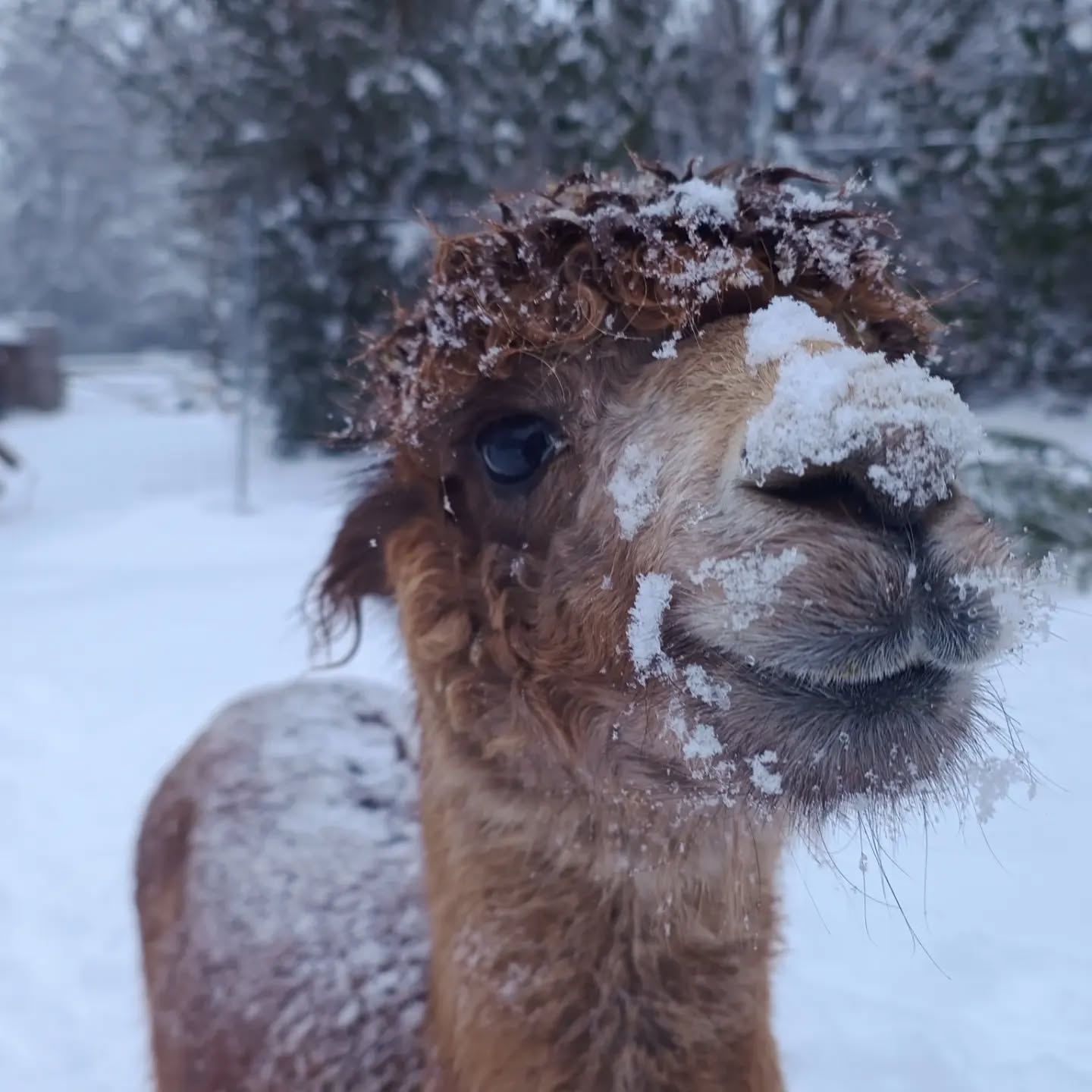Das ist doch mal Alpakawetter bei den @obstwiesen.alpakas 🦙❄️!! Da machen wir gleich die Schneeschaufel!! Und dann schnell wieder in den Stall, ab ins Heu 😘!
#alpakawetter #obstwiesenalpakas #pepperdasobstwiesenalpaka #gracedasobstwiesenalpaka #eifel #nordeifel #euskirchen #badmünstereifel #köln #cologne #bonn #koblenz #aachen #ahrtal #holzem #alpakasimschnee #alpaka #alpaca #alpakas #alpacasofinstagram #alpakasofinstagram #winter #schneeschaufel #schön