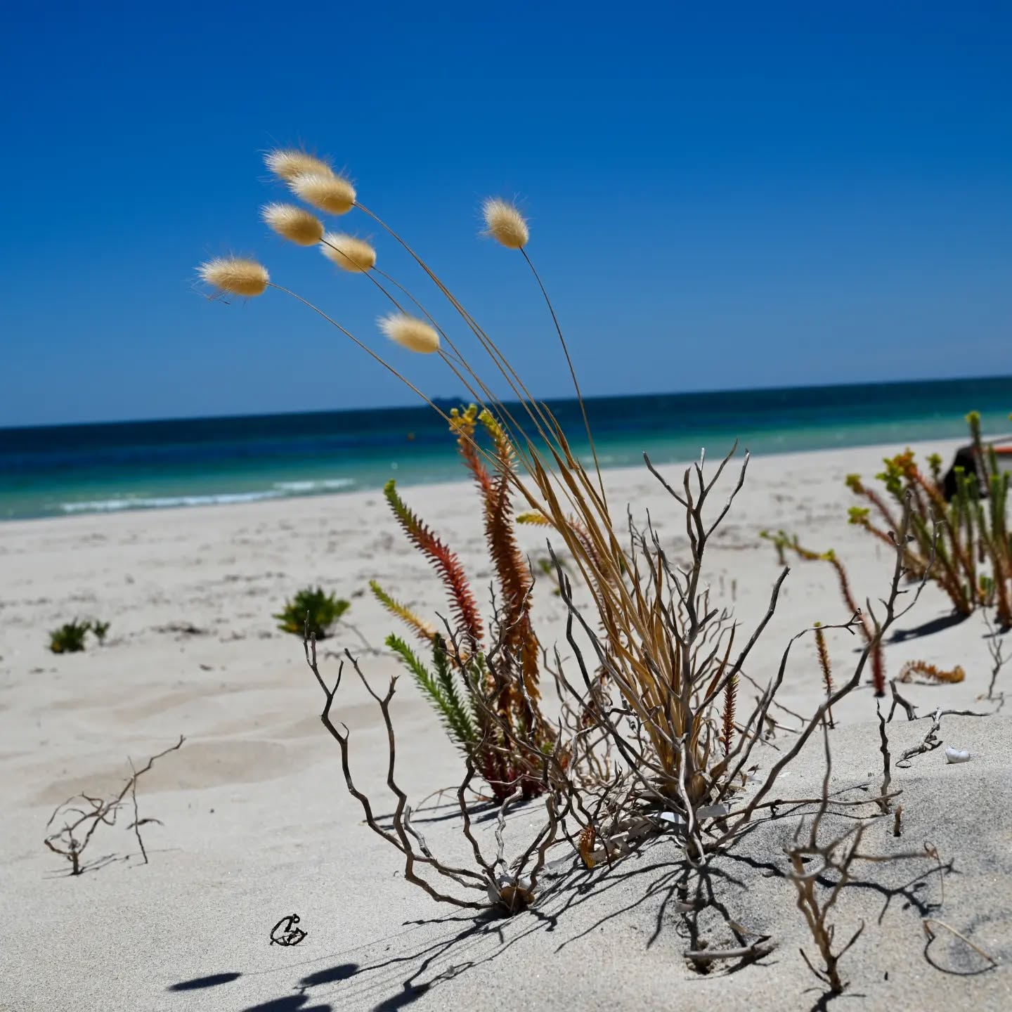 Wild Beaches from Busselton. 2024
