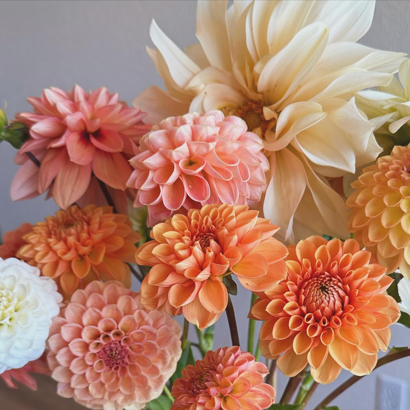 Every fall I promise myself not to buy any more dahlia tubers, and then the tuber sales start and I realize I’m nothing but a big liar. Can’t wait to see these beauties again this year - they’re worth the wait! #wellgrownflowers #wellgrownfarm #localflowers #dahlias