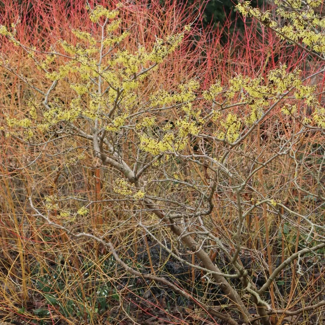 Great visit with @cihort to @angleseyabbeynt yesterday to see their winter walk - fabulous colour and texture.