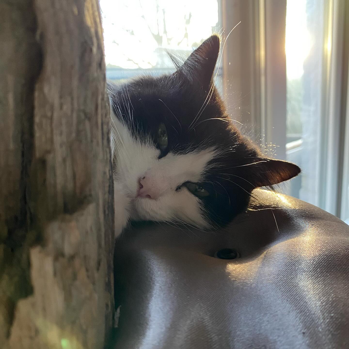 Peek-a-boo!
Those kind of sundaze 😻
#downtime #inspiration #takefive #look #timeout #catfurniture #nap #easy #pine #catwall #chillout #custom #model #cat #coachpotato #catmodel #qualitytime #cattree #catfurniture #scratchpost #driftwood