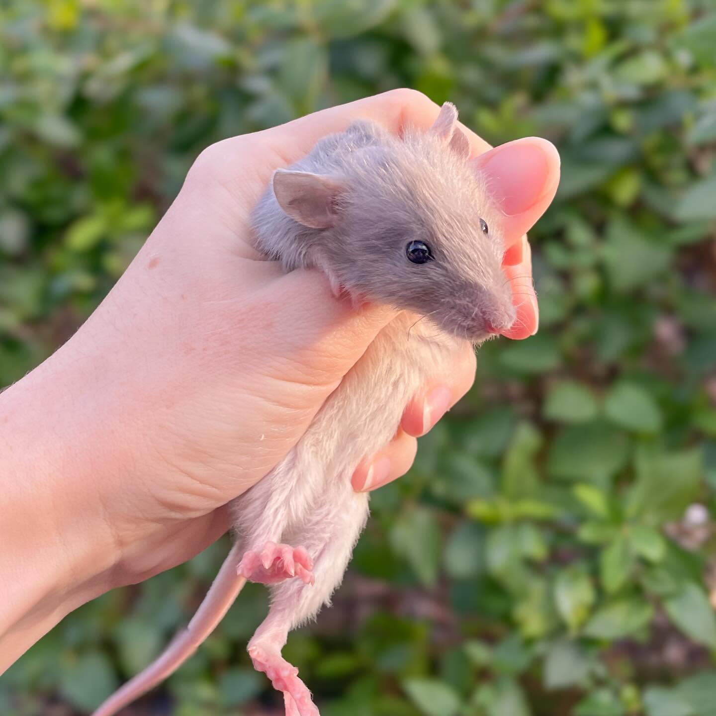 🌞
Some much needed sun after all these stormy days.
.
.
.
#rat #rats #ratsofinstagram #ratsofinsta #petrats #petsofinstagram #dumborat #rodent #ratcommunity #breeder #ratbreeder #rodentsofinstagram #rodentsofig #rattiesofig #rattiesofinsta #ratsofinstagram #rodents #cute #pets #fancyrat #harleyrat