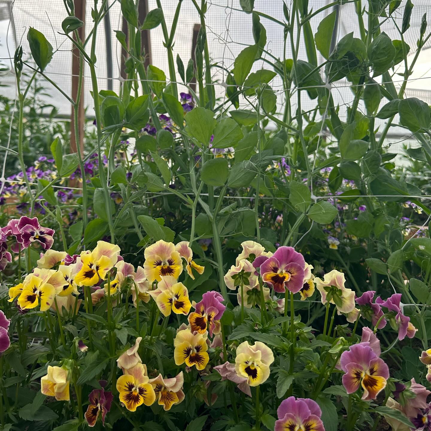 It’s been gray here for a while now, but sunshine will come - and so will sweet fragrant scenes like these! The website will be updated soon with our 2024 offerings - but in the meantime, DM me for details on what to expect this season. #wellgrownflowers #wellgrownfarm #localflowers