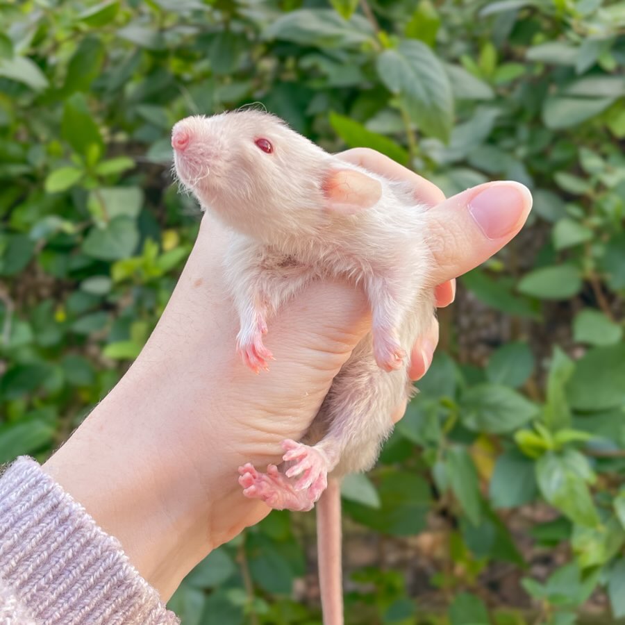 This Harley buck is reminiscent of the dust one might find under the furniture.
.
.
.
#rat #rats #ratsofinstagram #ratsofinsta #petrats #petsofinstagram #dumborat #rodent #ratcommunity #breeder #ratbreeder #rodentsofinstagram #rodentsofig #rattiesofig #rattiesofinsta #ratsofinstagram #rodents #cute #pets #fancyrat #harleyrat